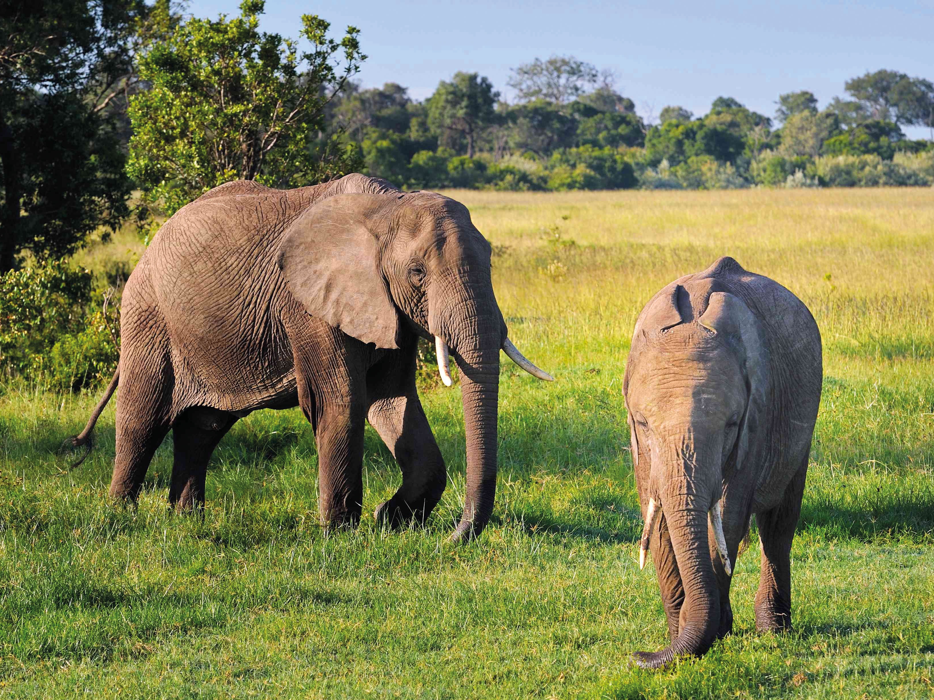 Maasai Mara Elefanten