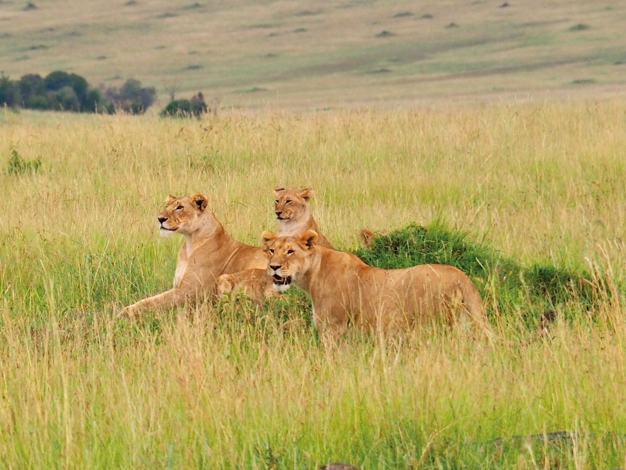 Maasai Mara Loewen