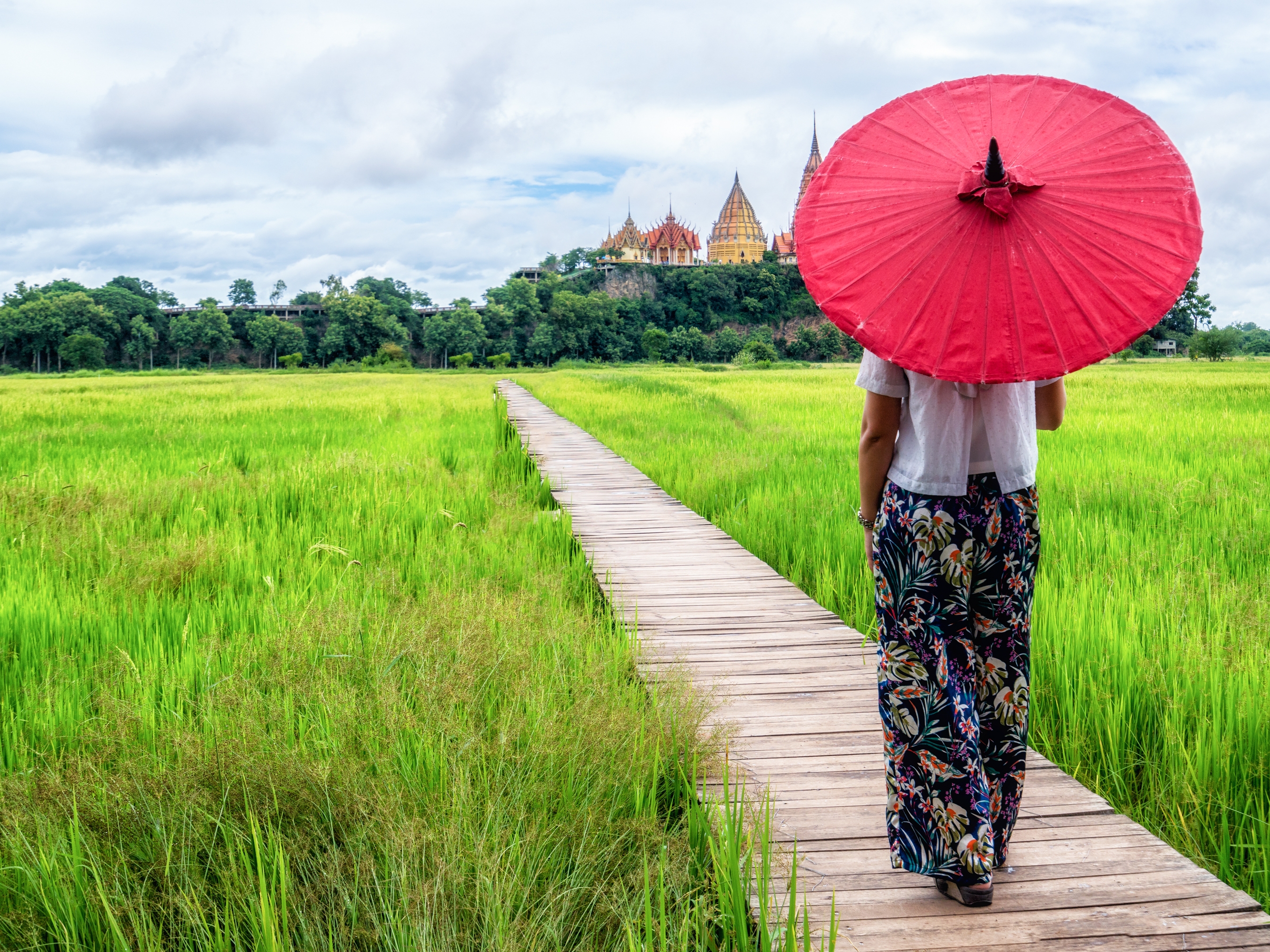 Chiang Mai Reisfeld
