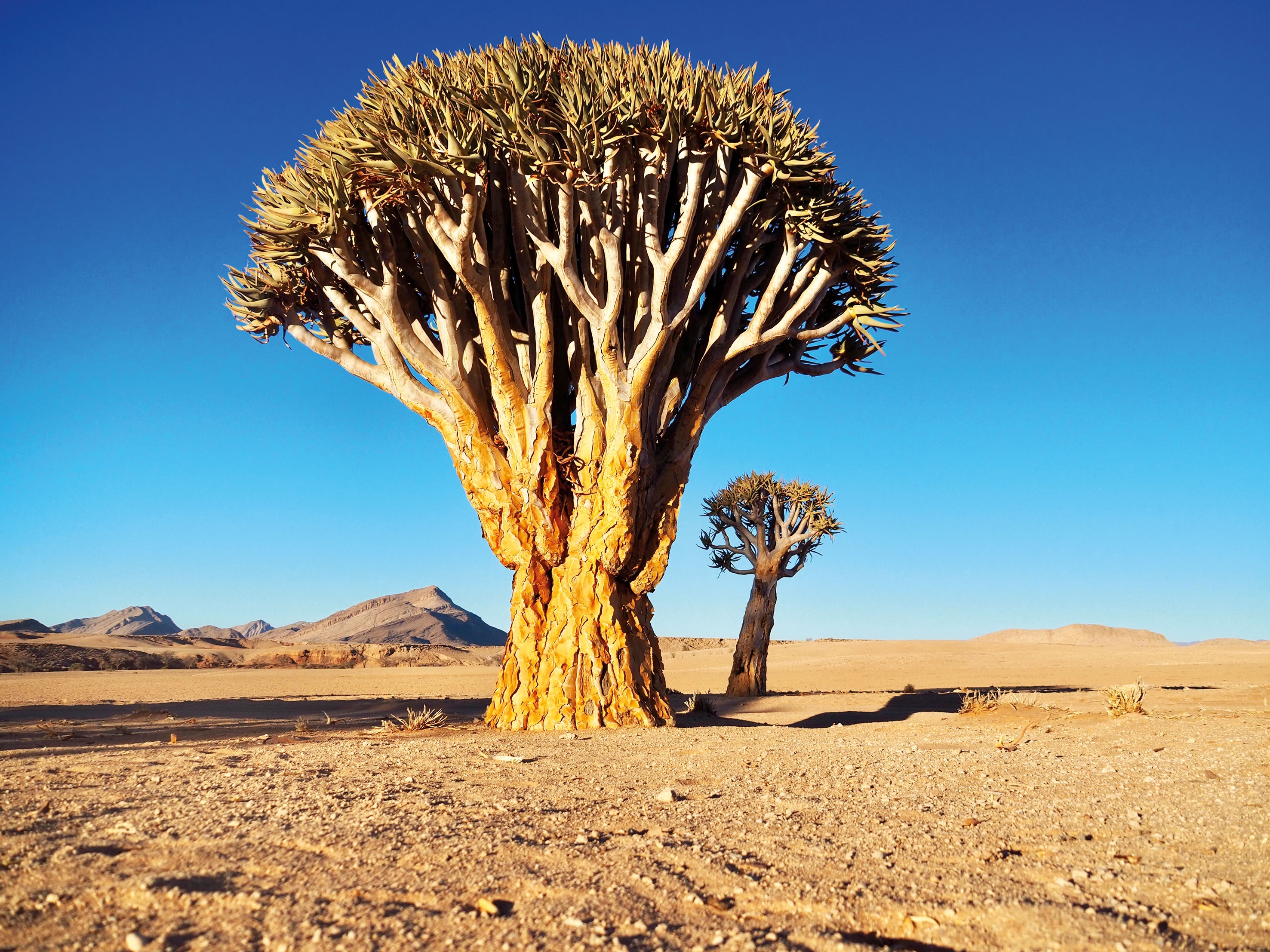 Namib Wueste Koecherbaum