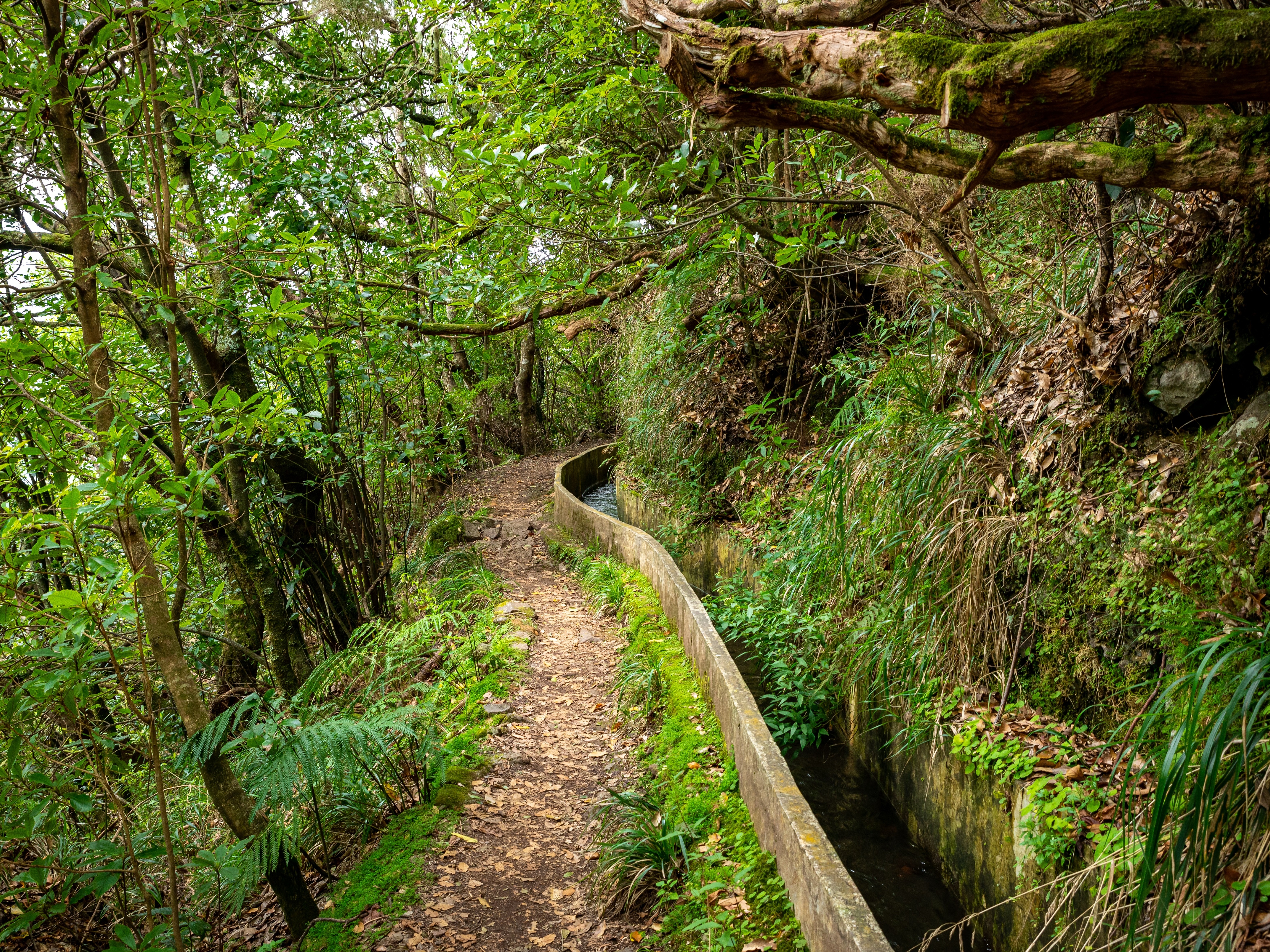 Madeira Laurissilva Wald Wanderweg