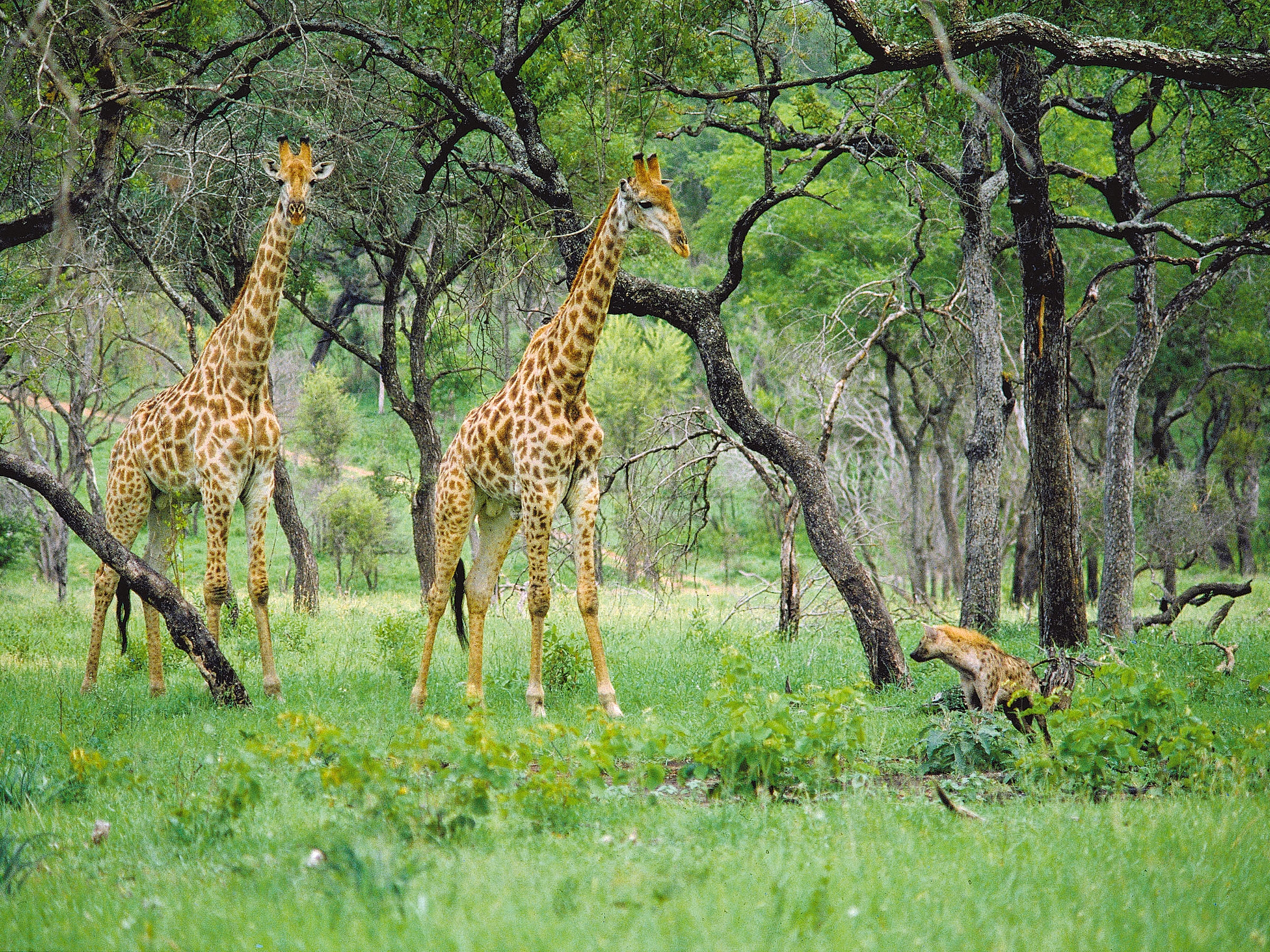 Krueger Mala Mala Giraffen mit Hyaene