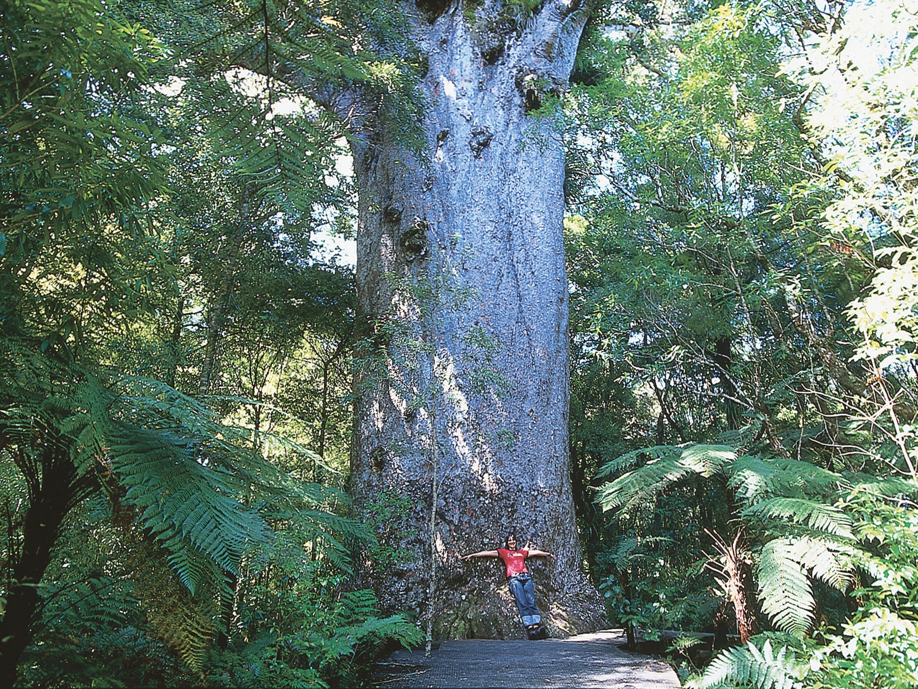 Waipoua Forest Kauribaum