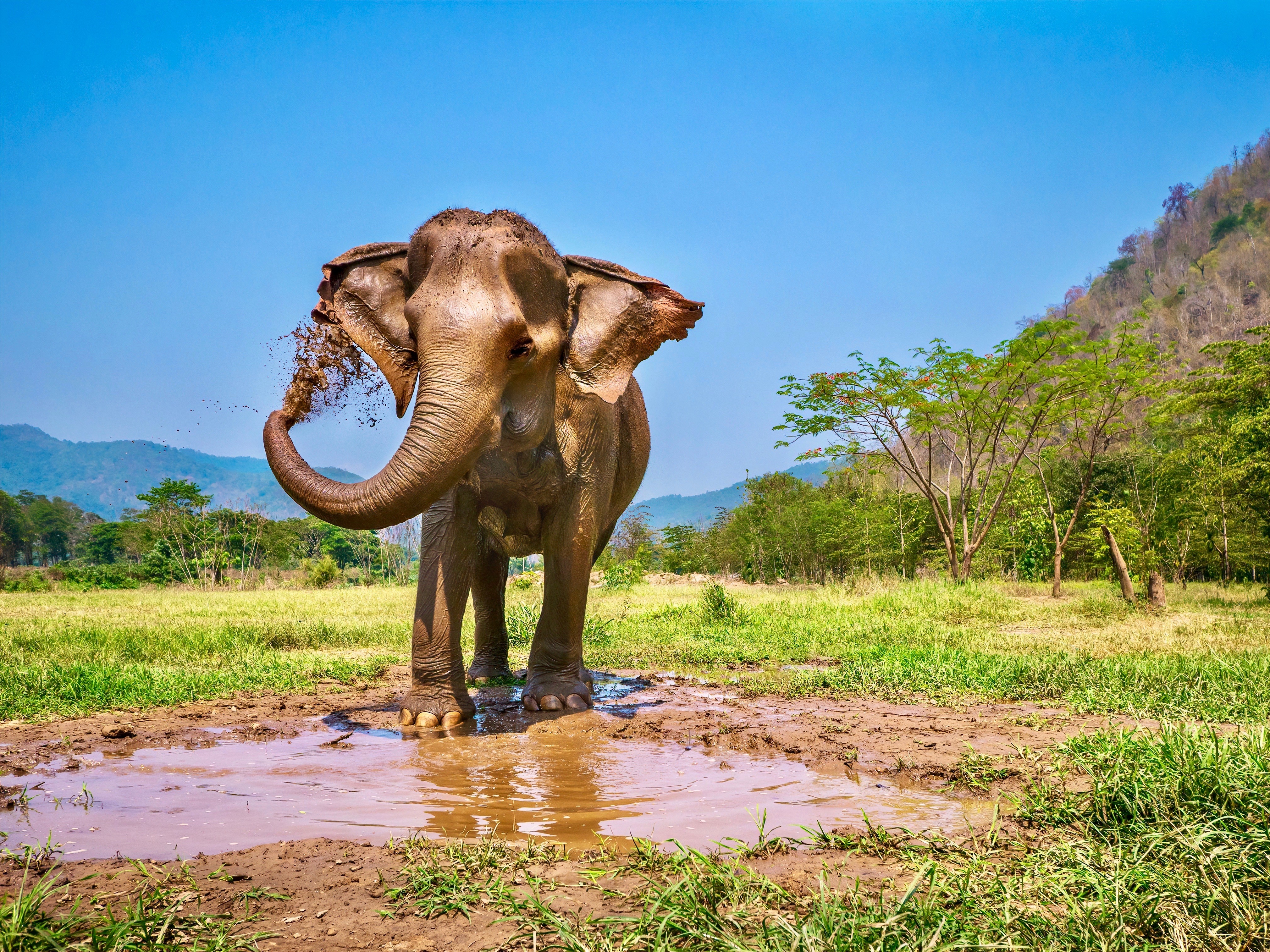 Chiang Mai Elefanten