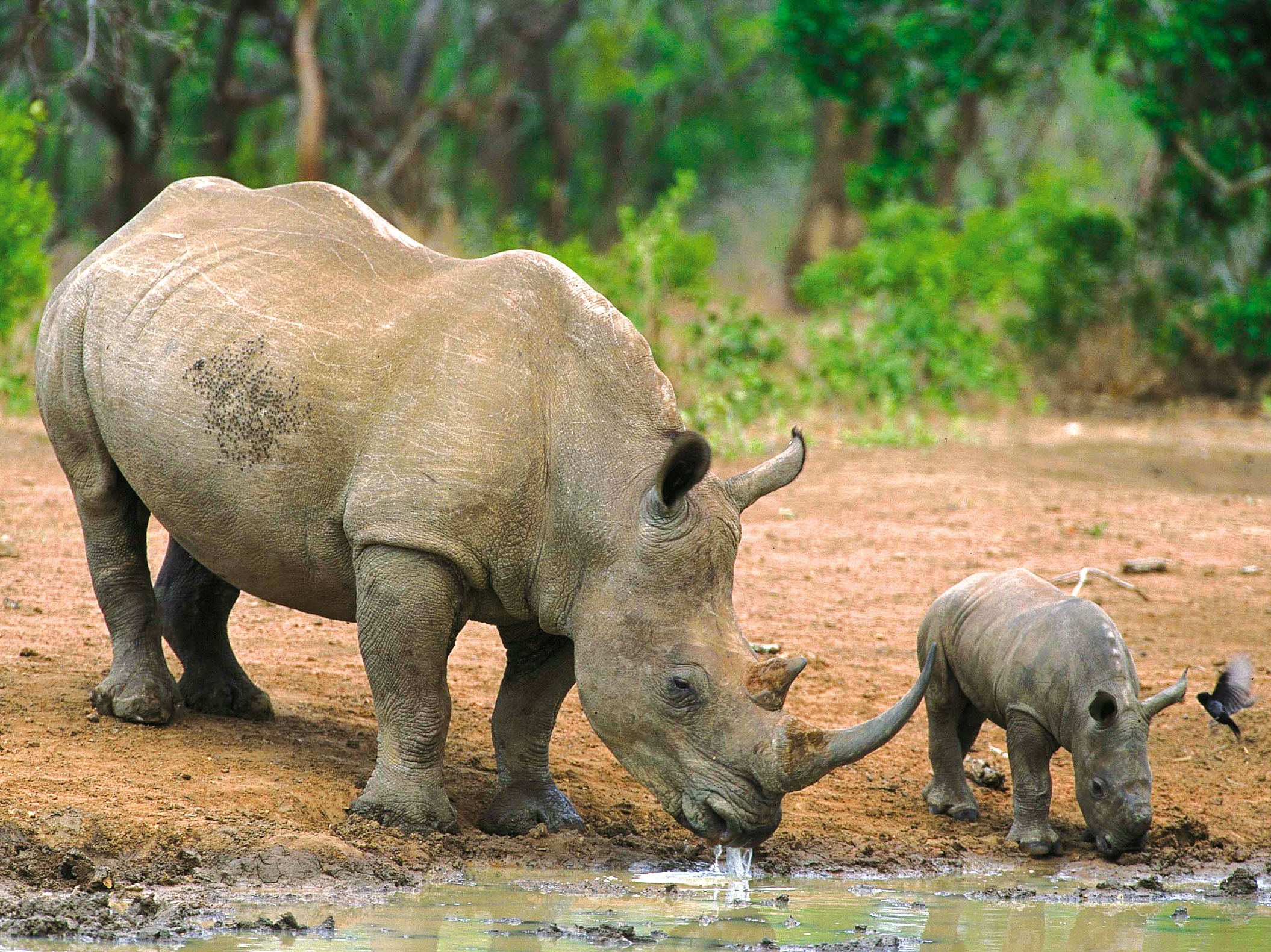 Hluhluwe Nashorn Mama und Kind