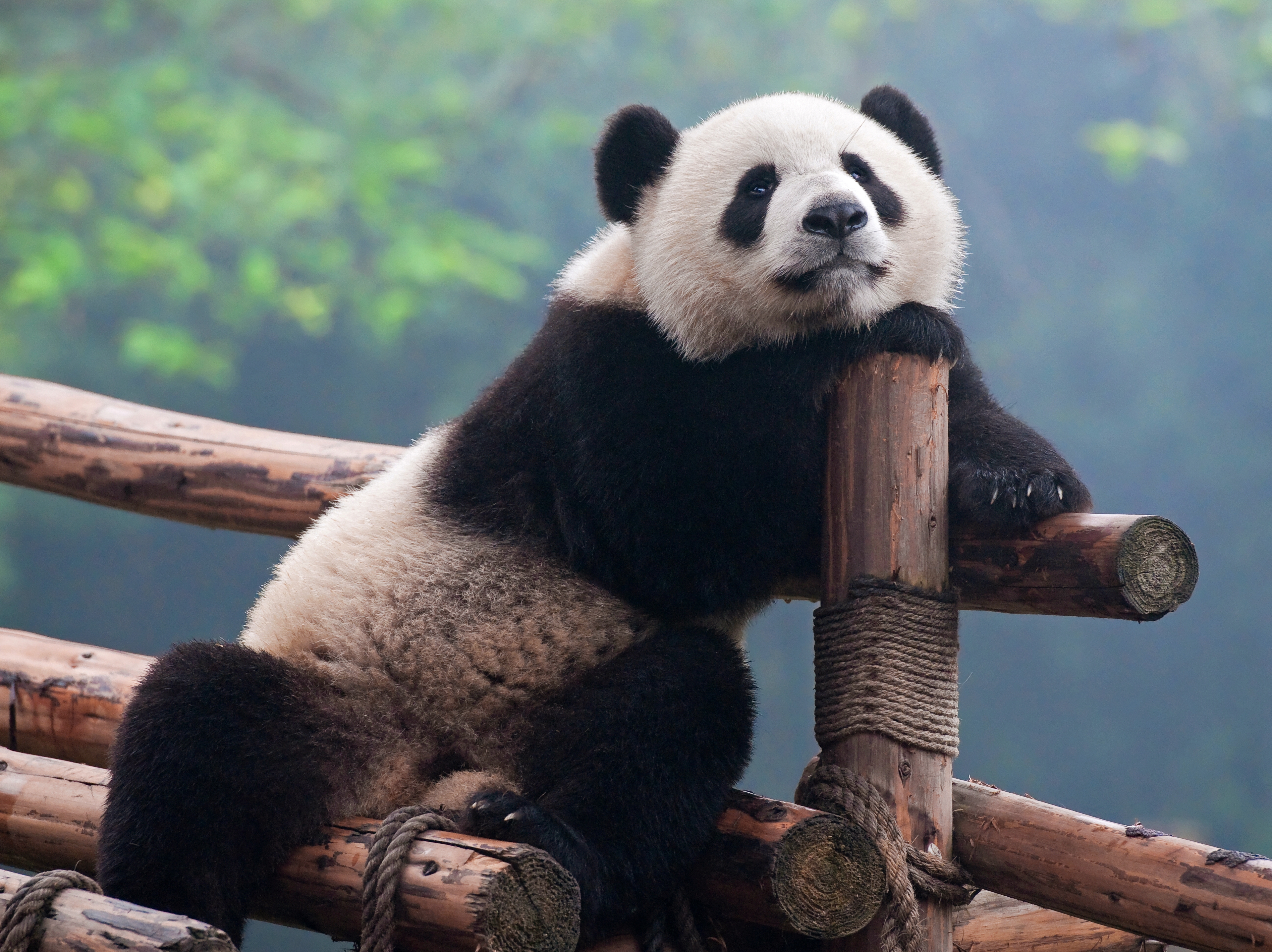 China Pandabaeren