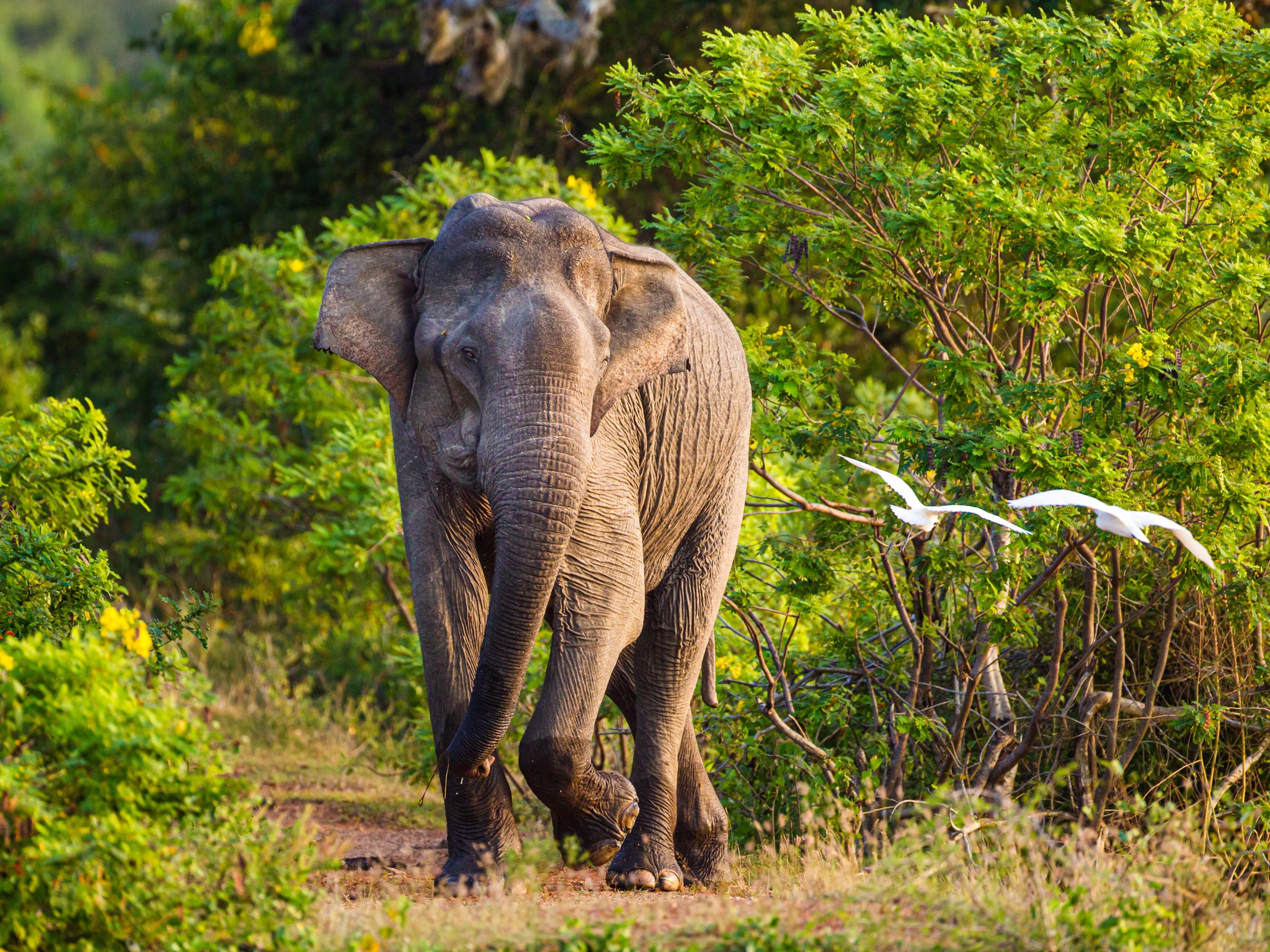 Yala Nationalpark