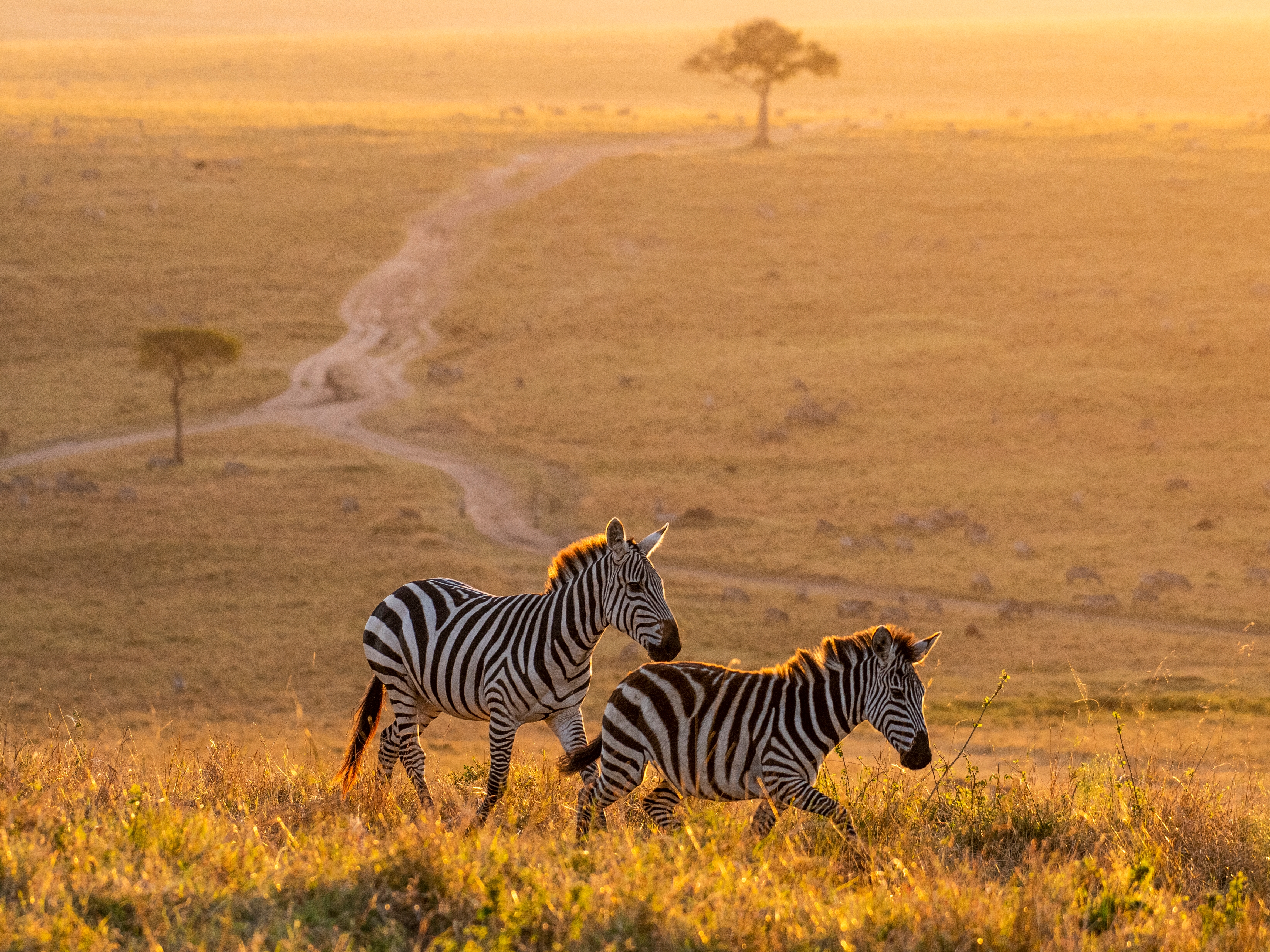 Masai Mara Zebras