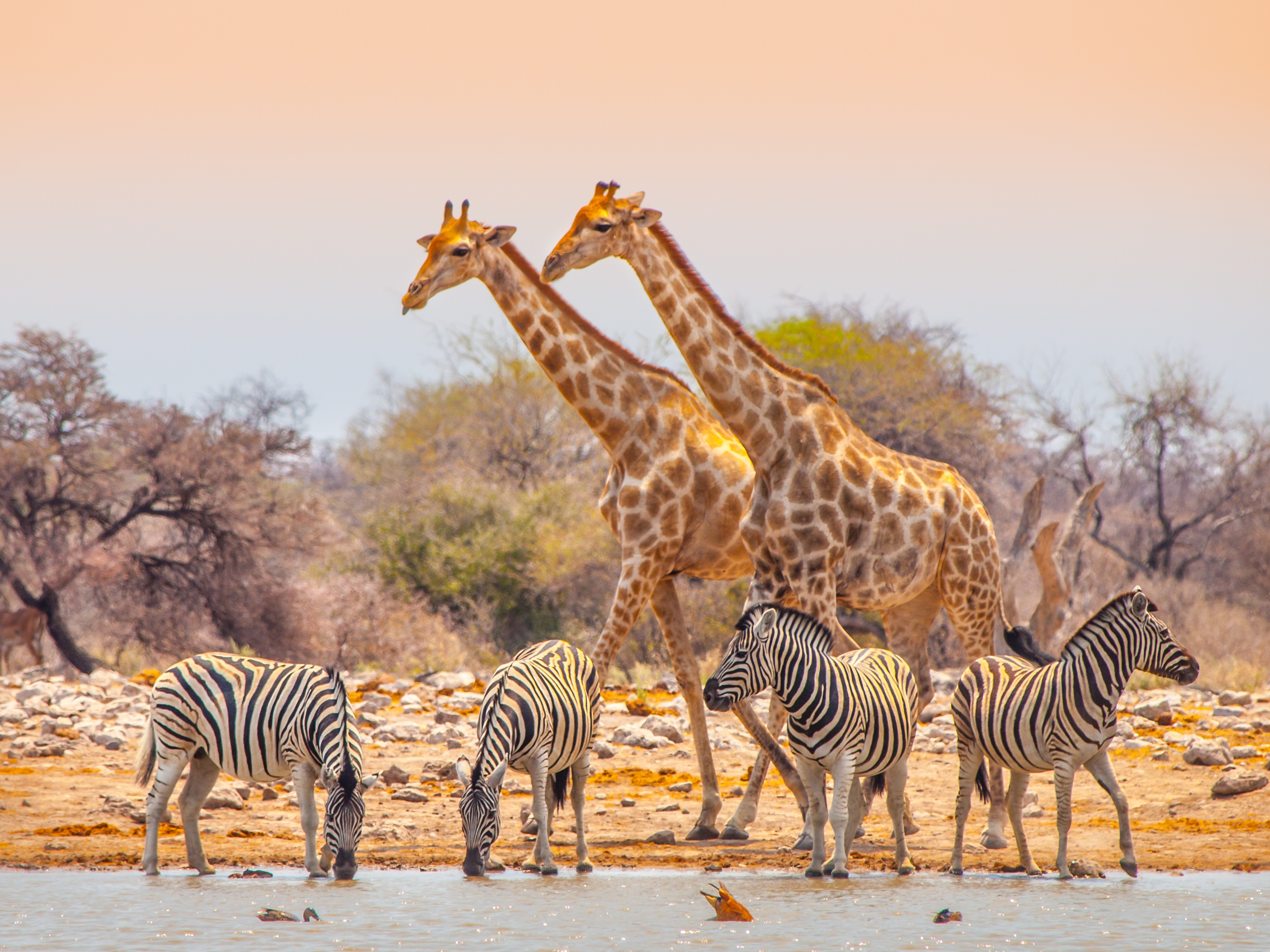 Etosha Nationalpark Zebras + Giraffen 