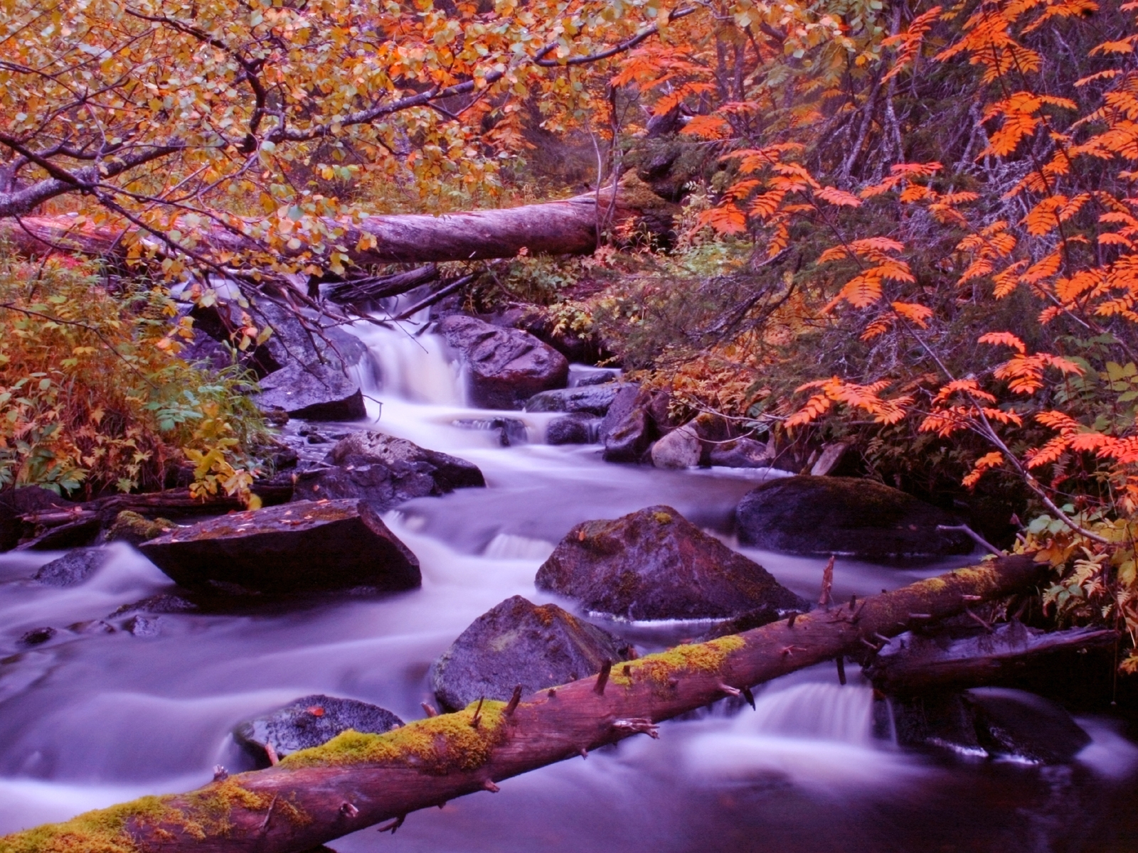 Lappland Kittilae Levi Region Herbst