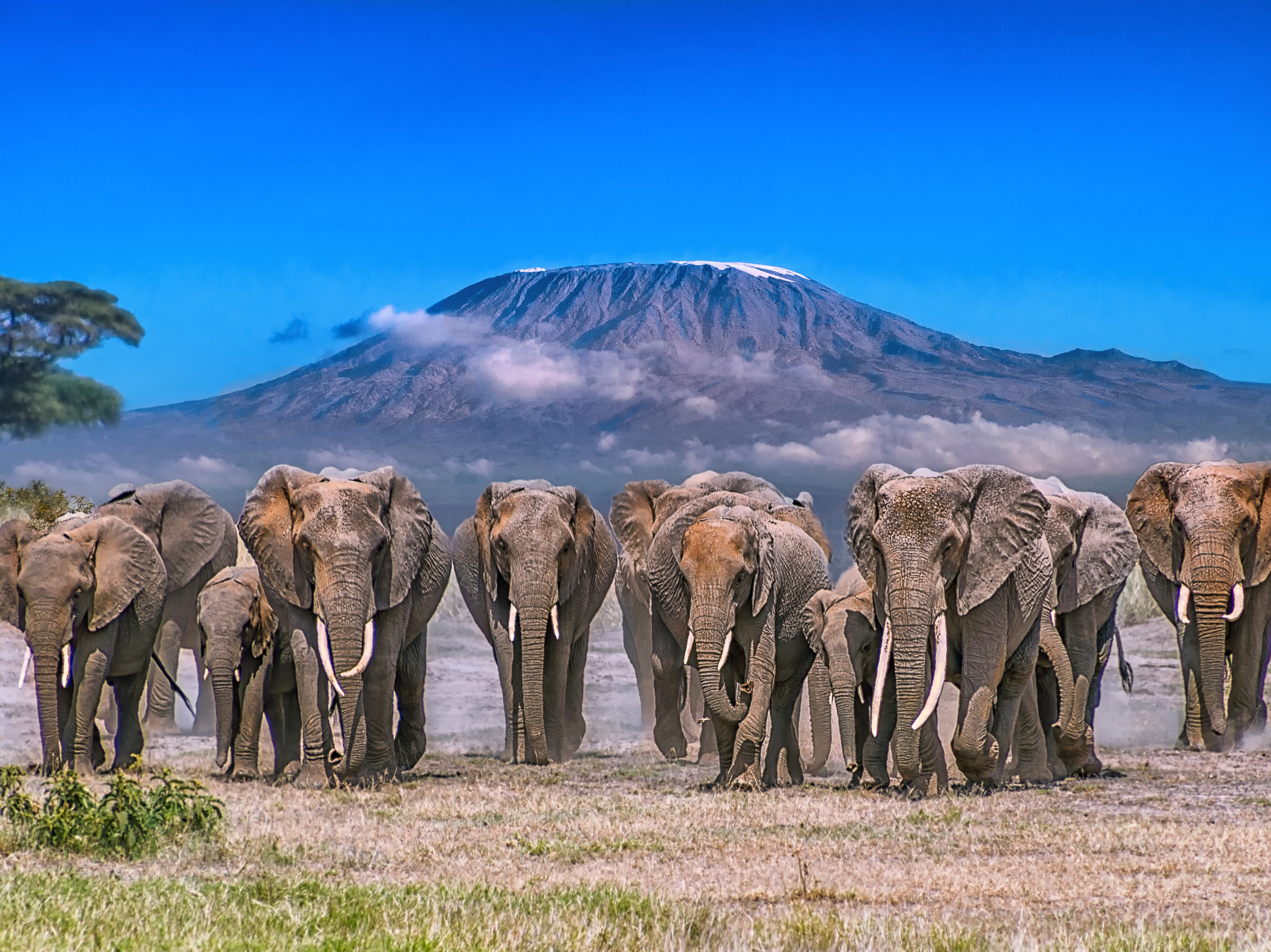 Amboseli NP Elefanten + Kilimandscharo