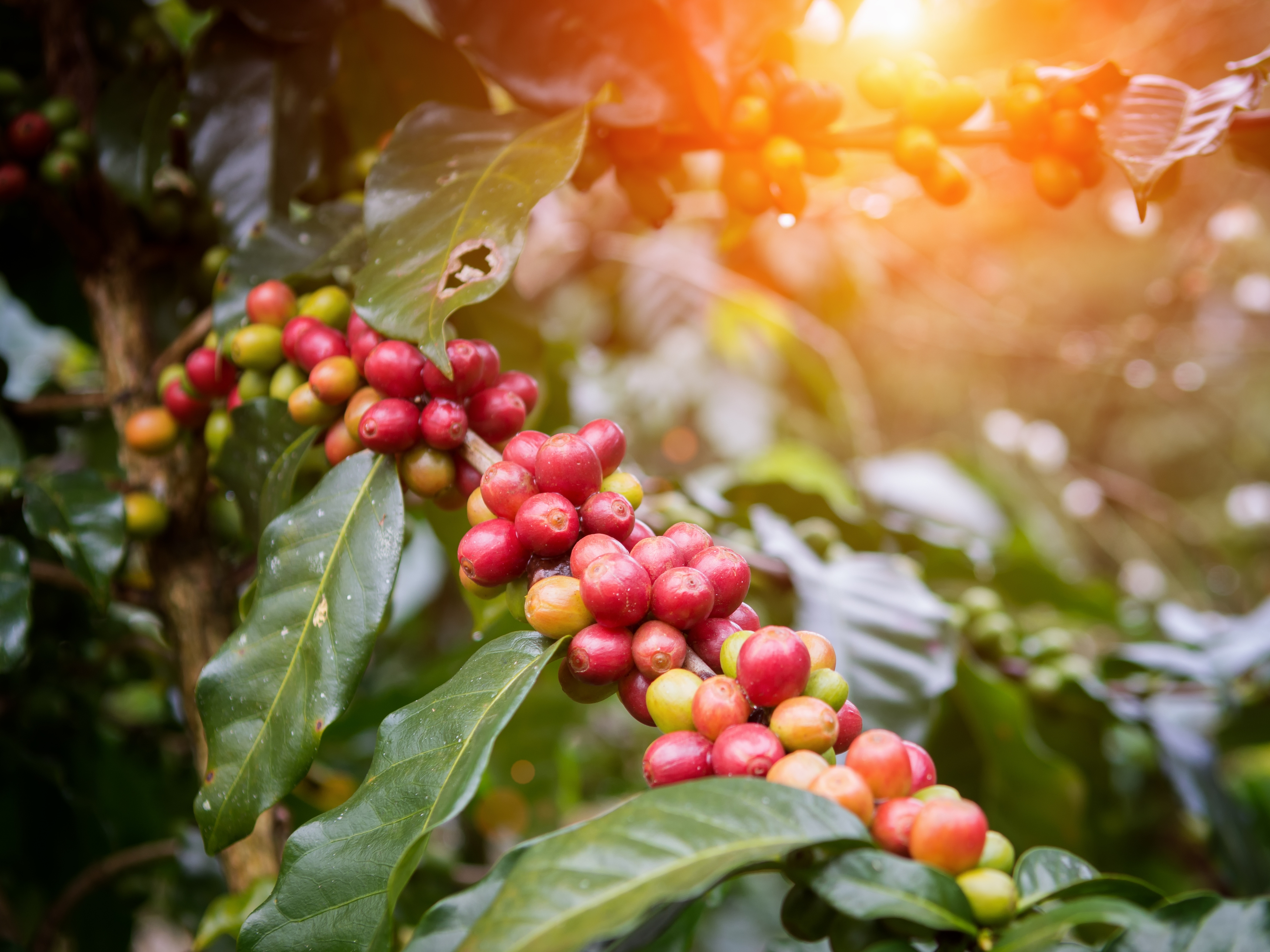 Kaffeebohnen am Baum