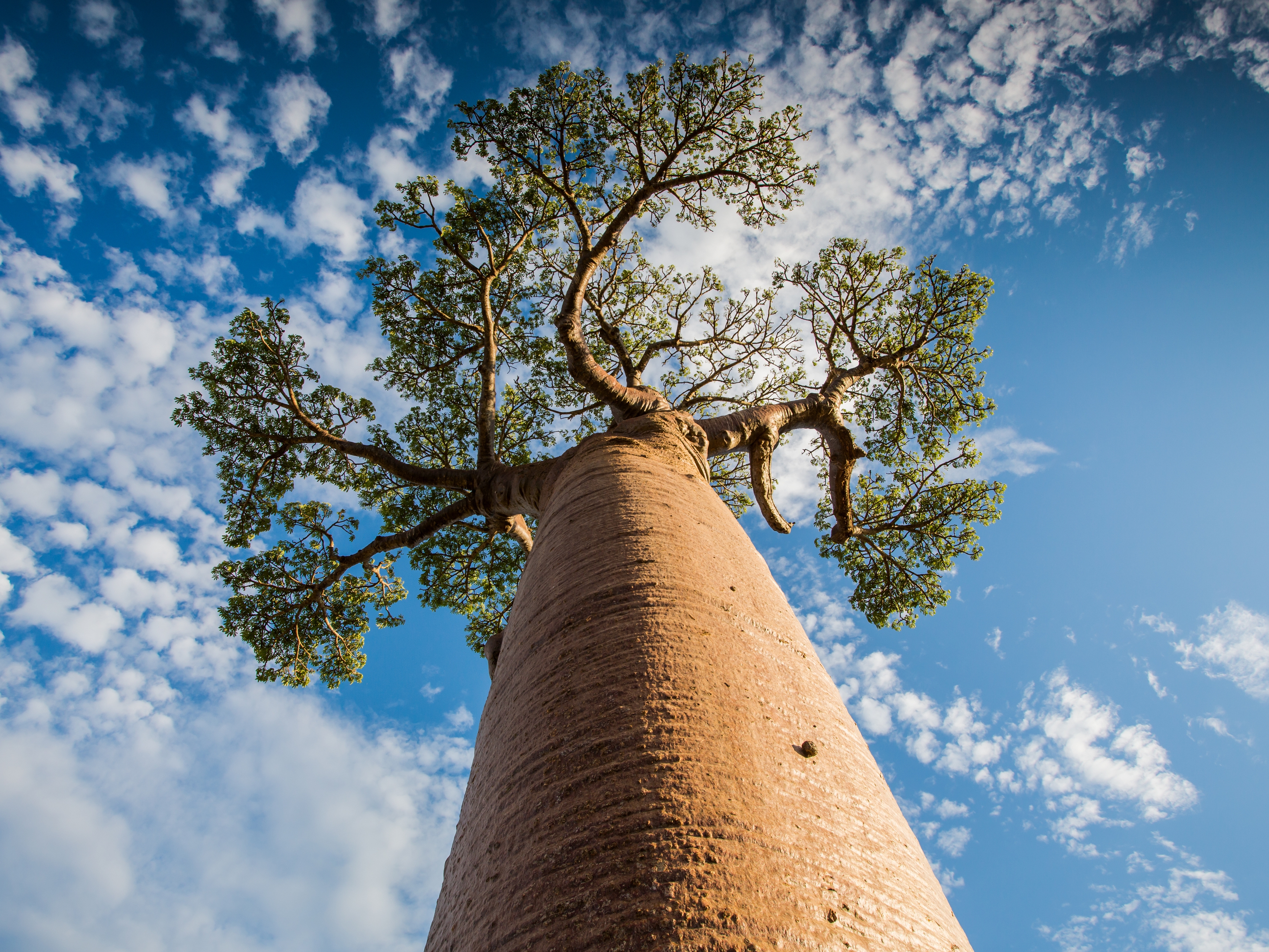 Afrika Baobab