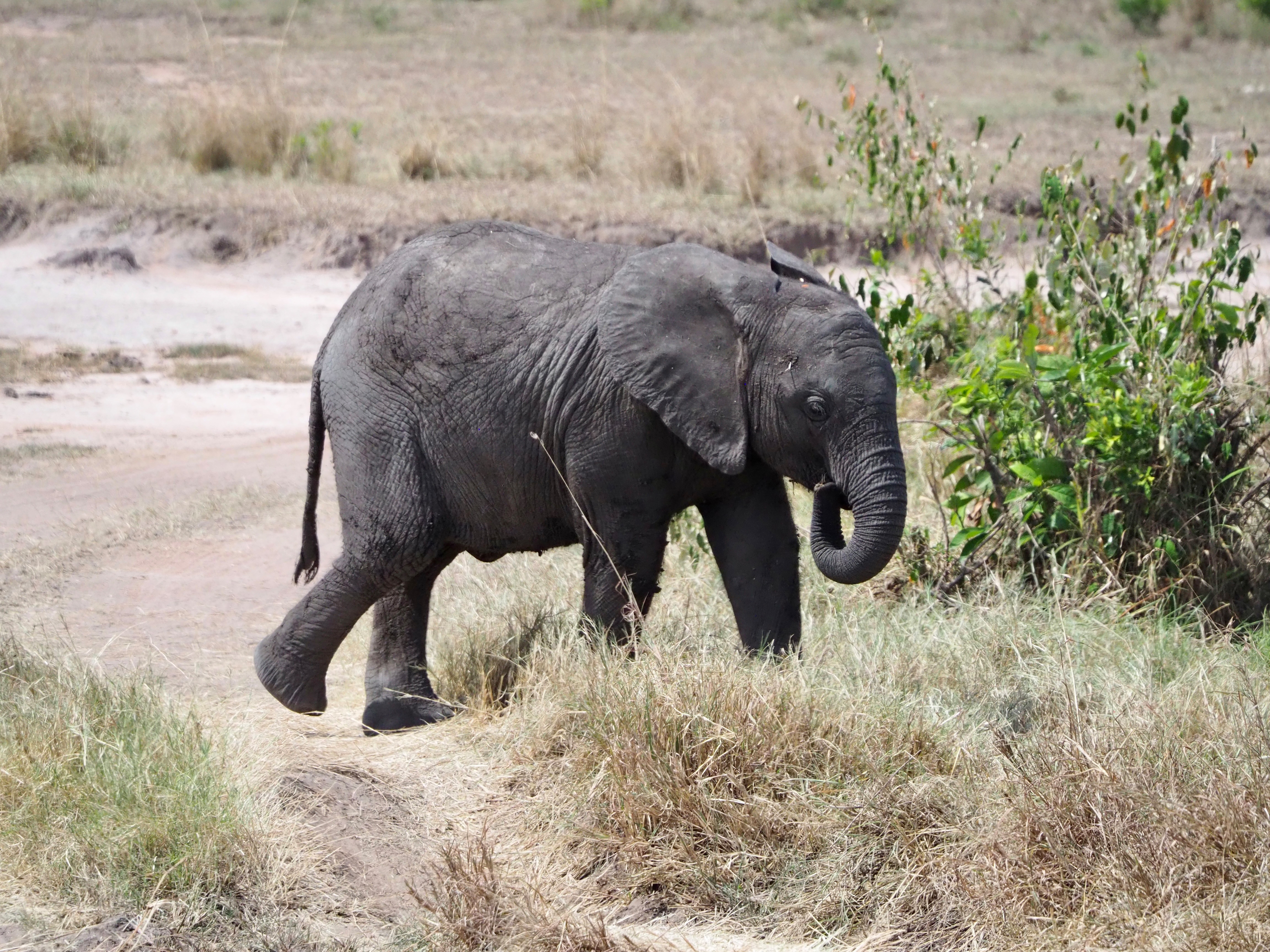 Serengeti Central und Northern Part 