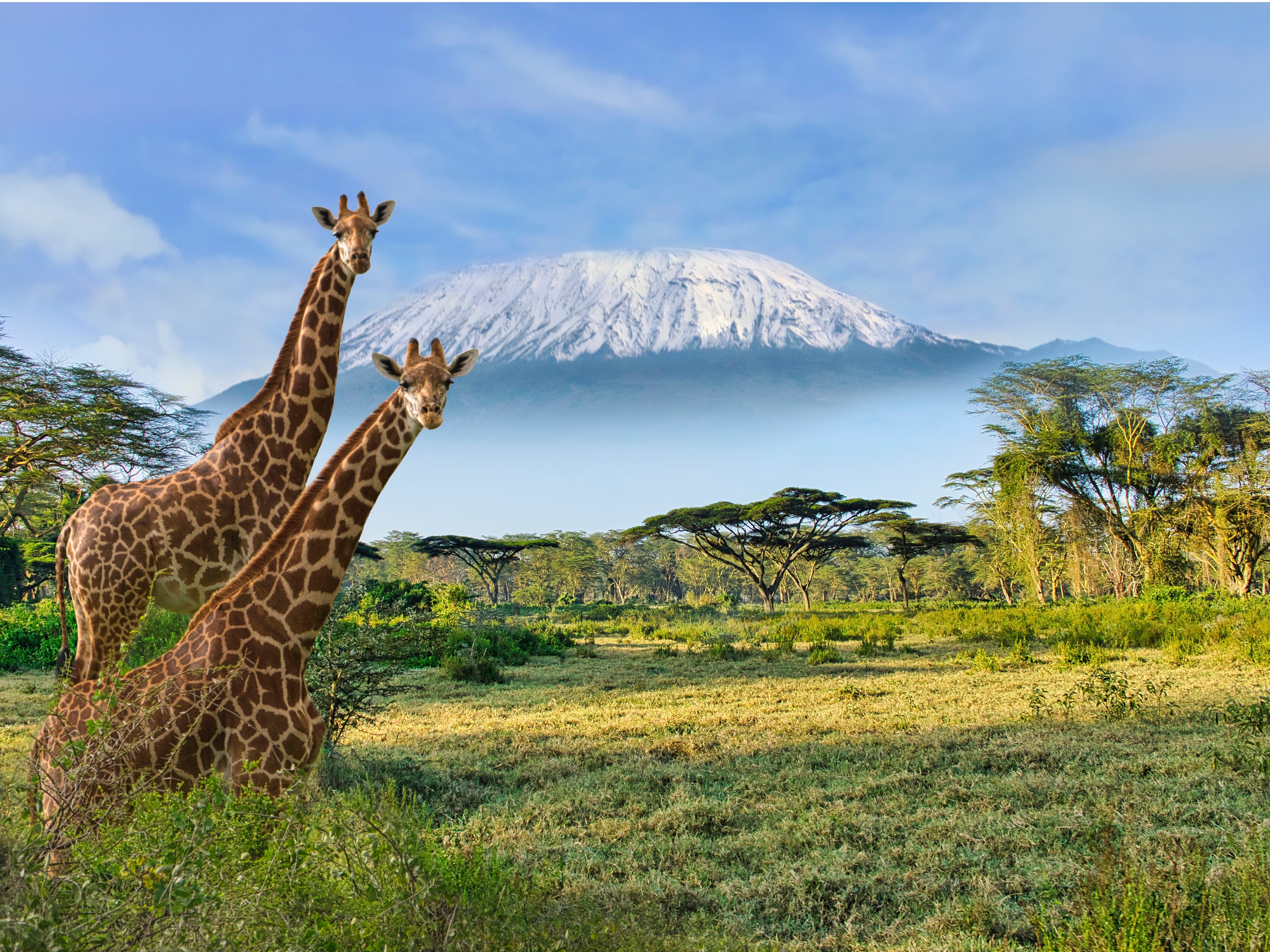 Amboseli NP + Kilimandscharo + Giraffen