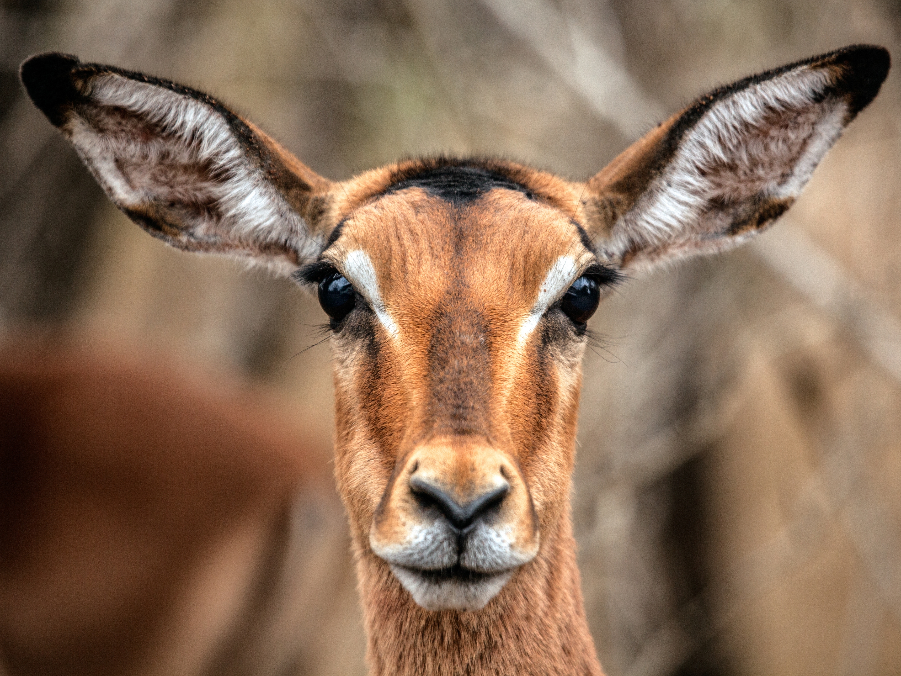 Afrika Impala