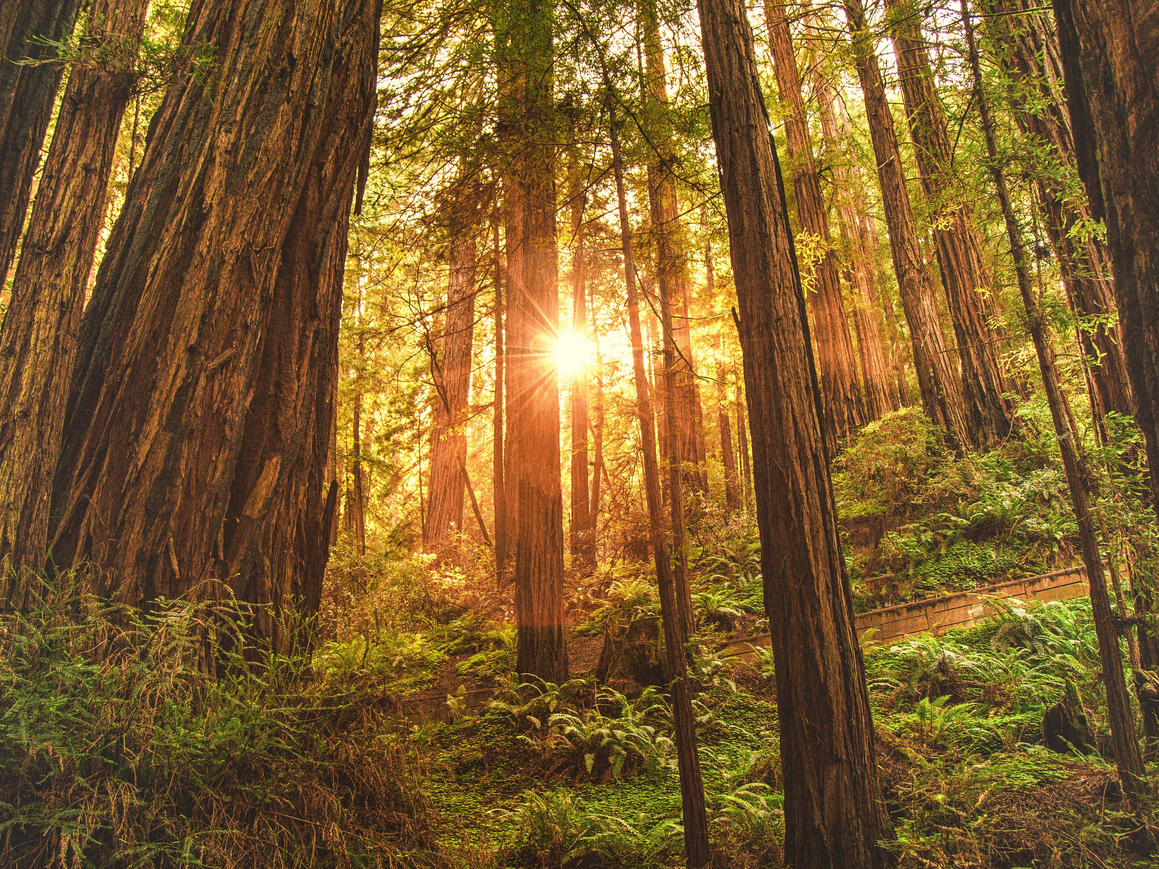 Muir Woods National Monument 