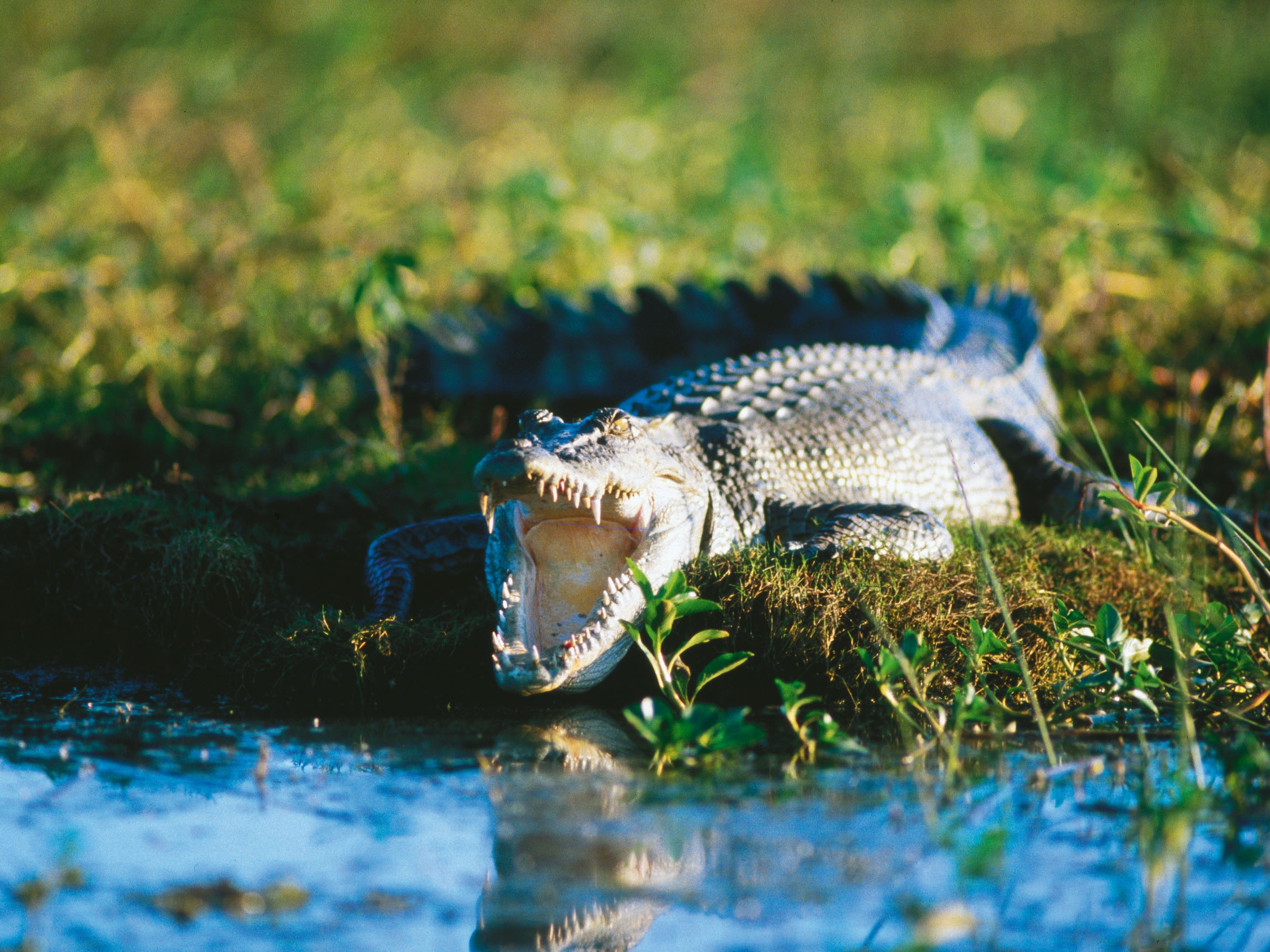 Darwin Salzwasserkrokodil