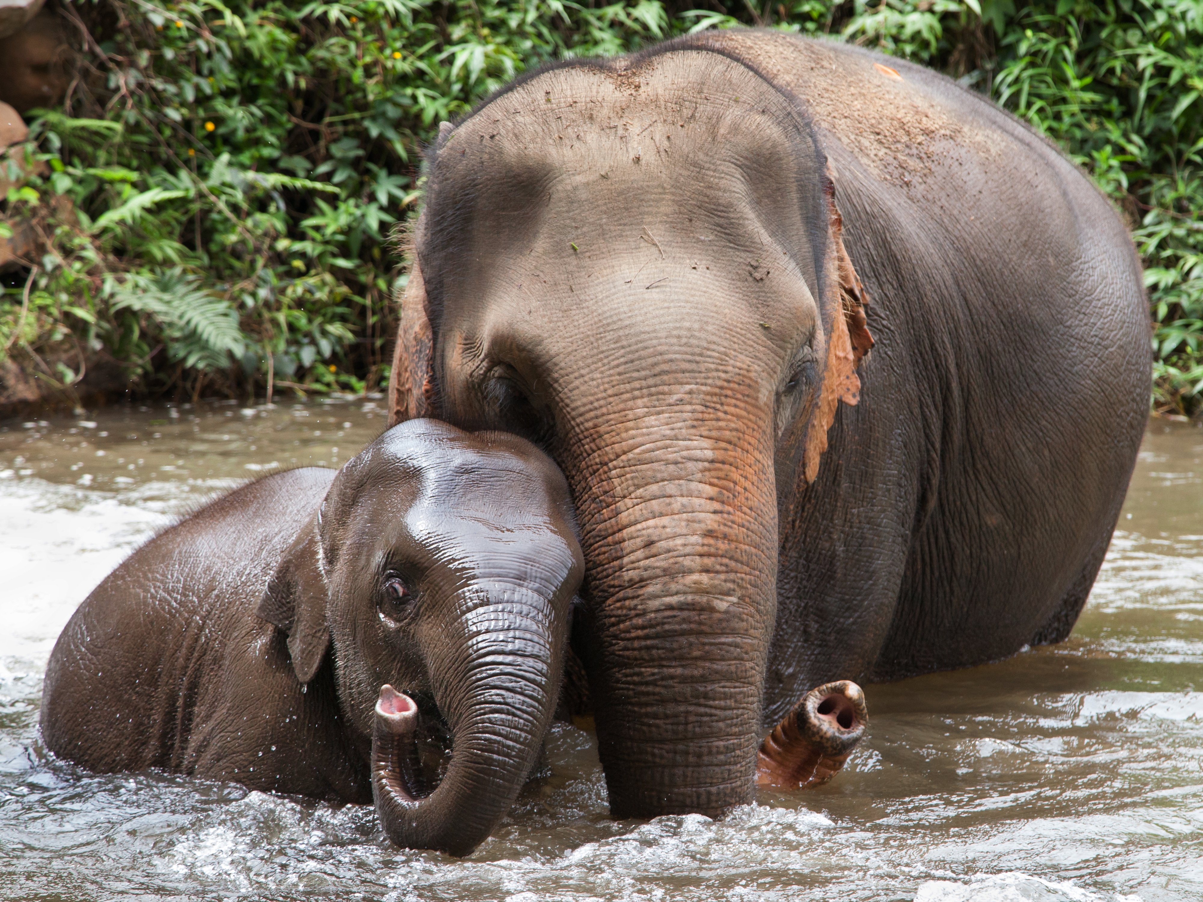 Chiang Mai Elefanten 