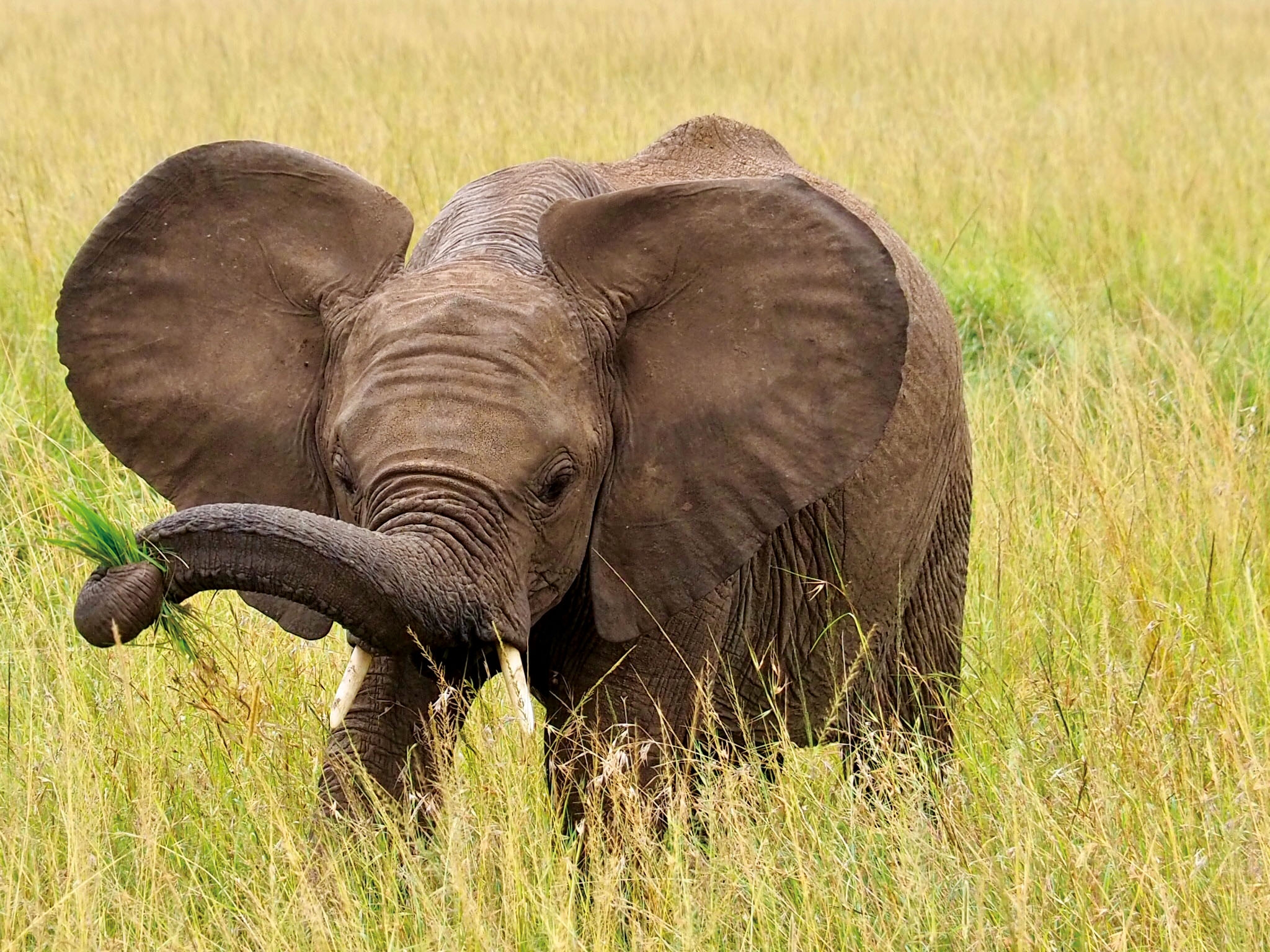 Maasai Mara Elefant