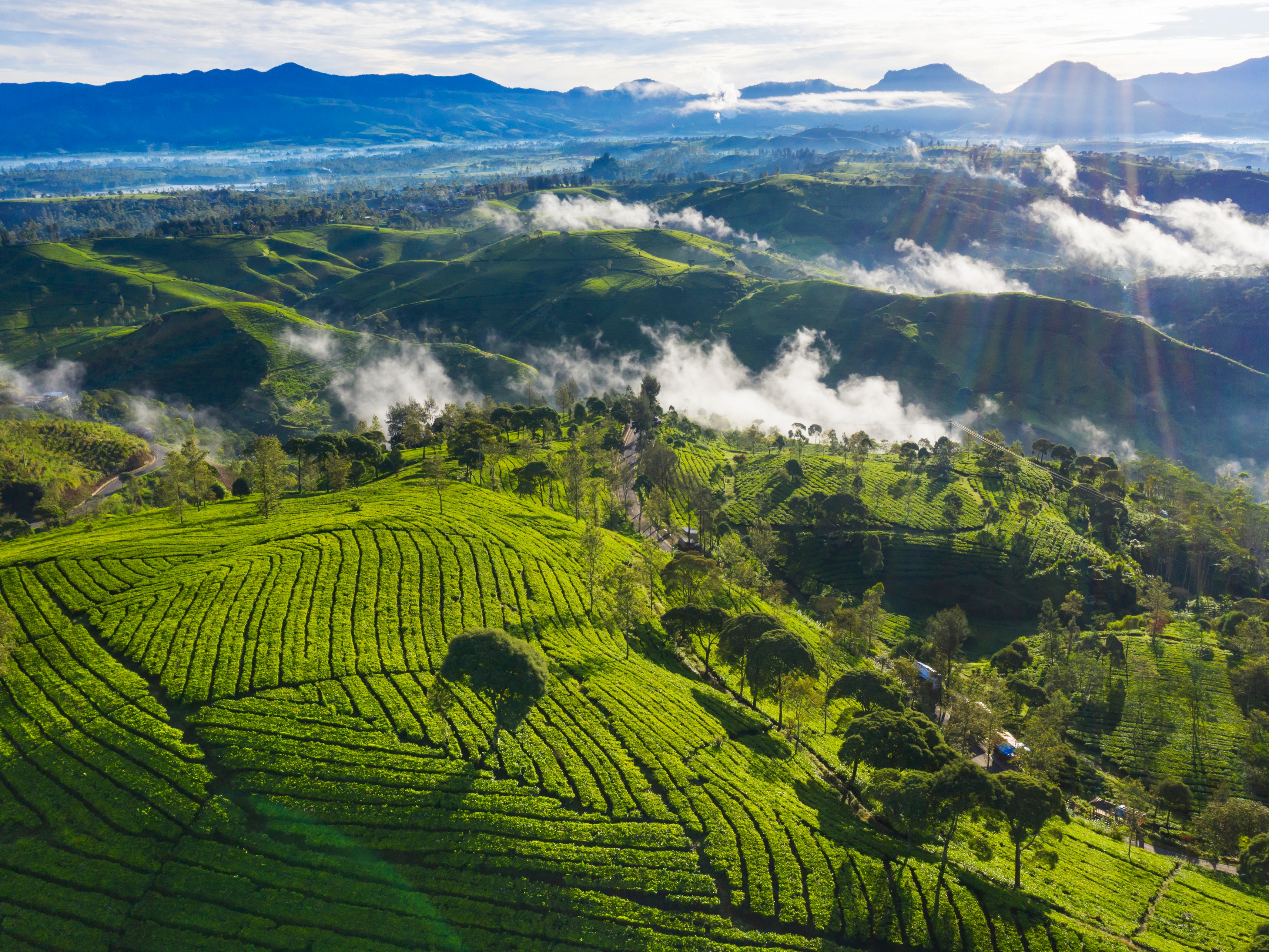 Java Bandung Teeplantage