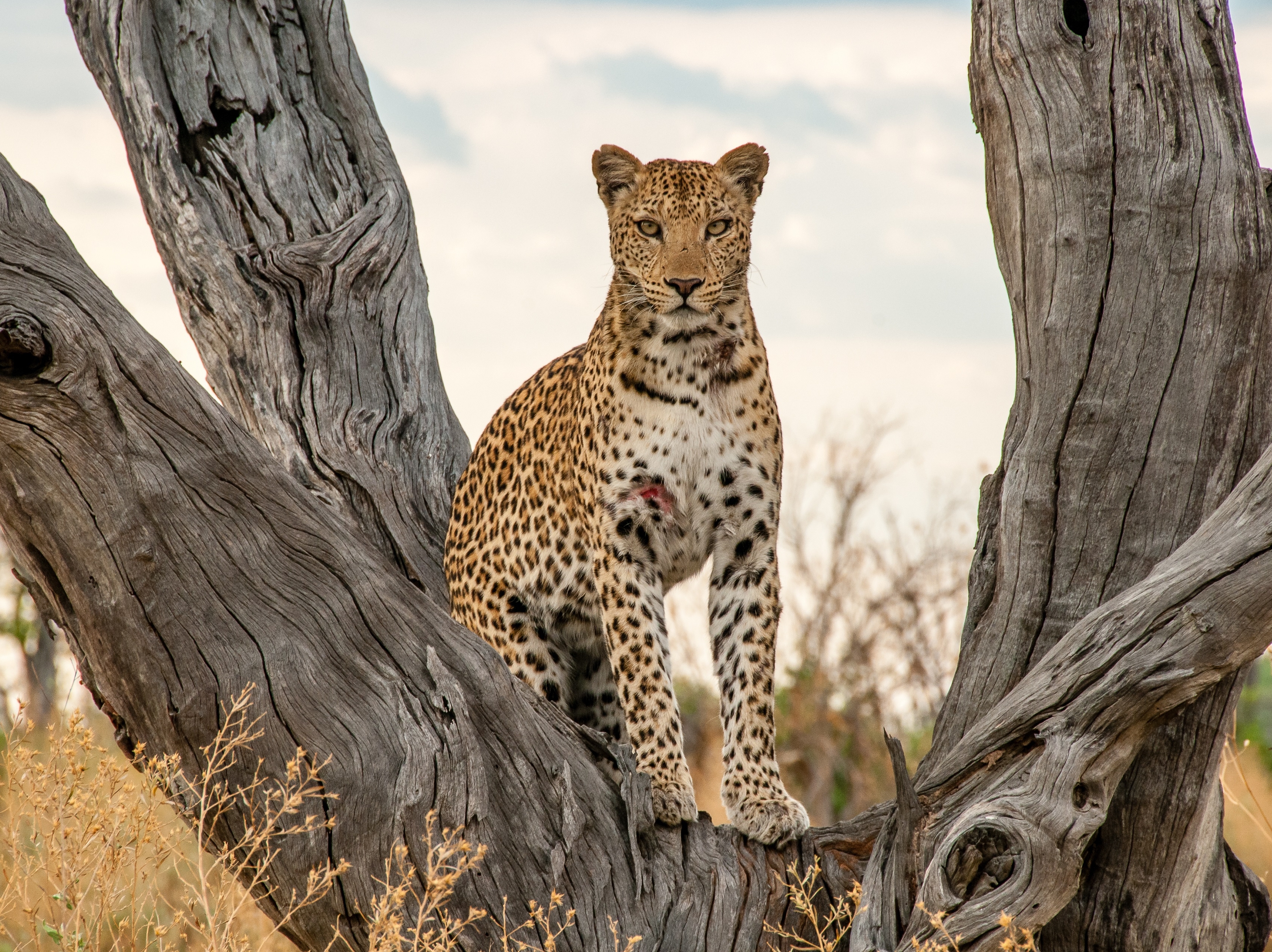 Moremi Game Reserve Leopard