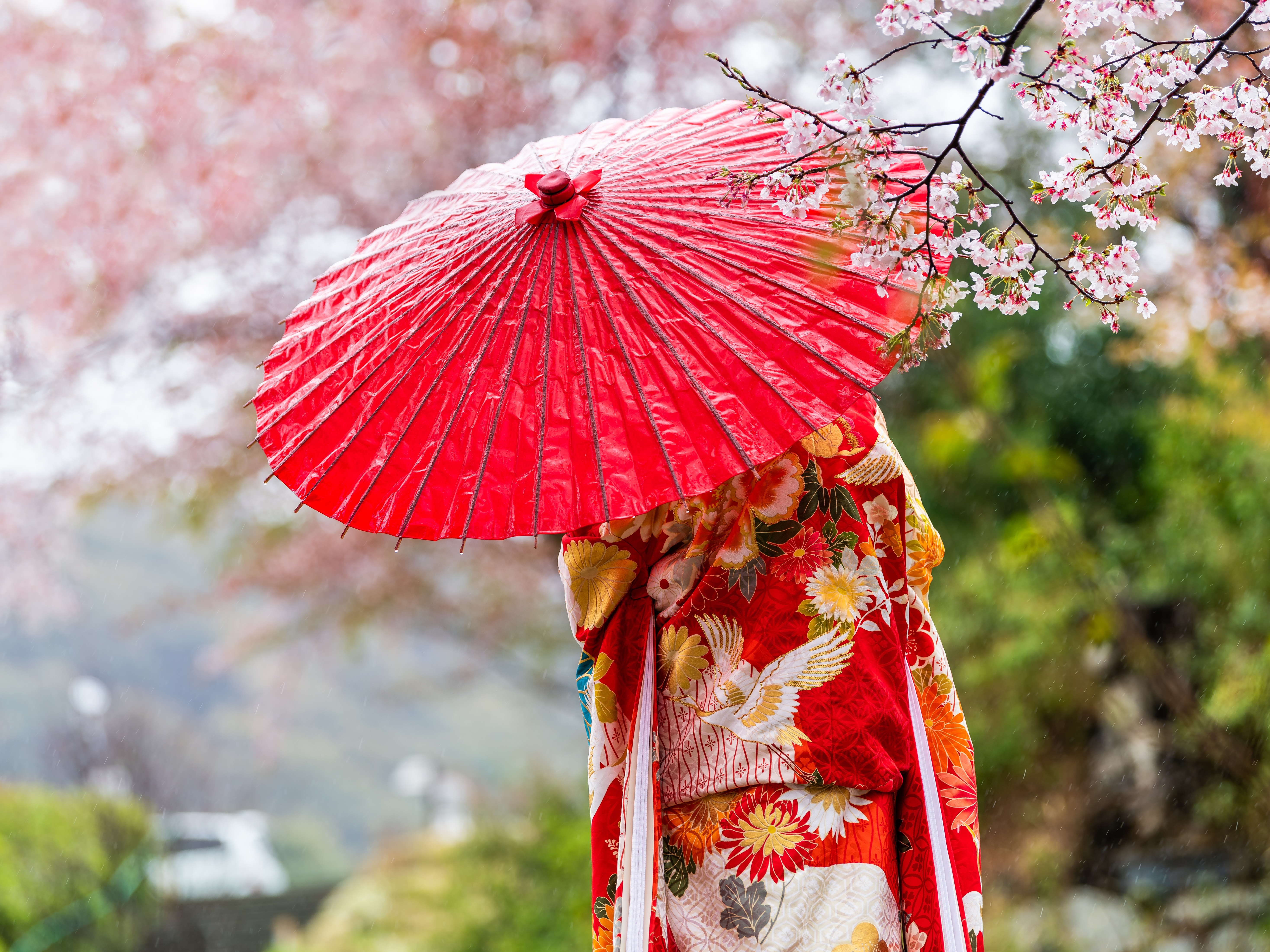 Kyoto Kirschbluete