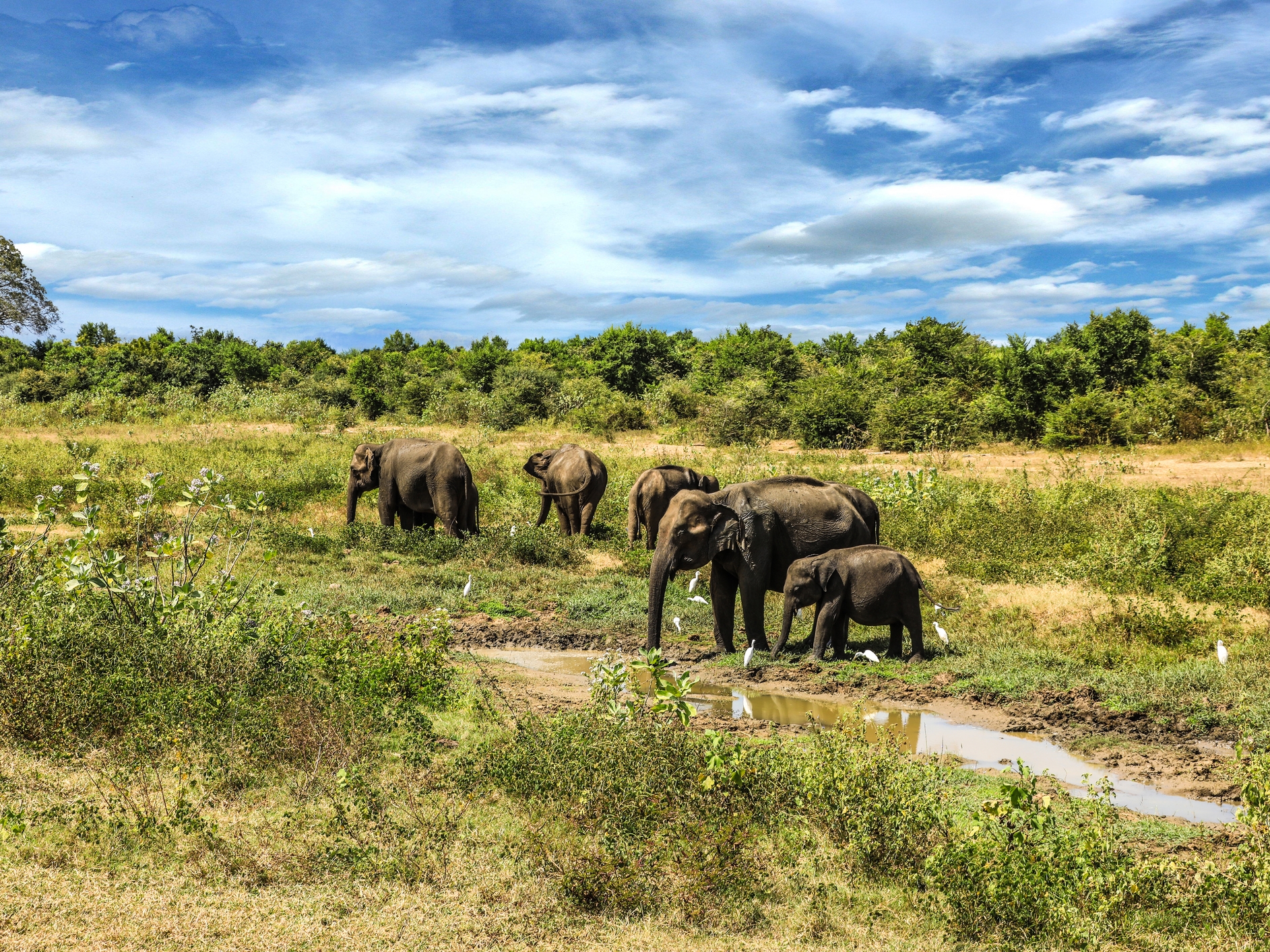 Udawalawe Nationalpark