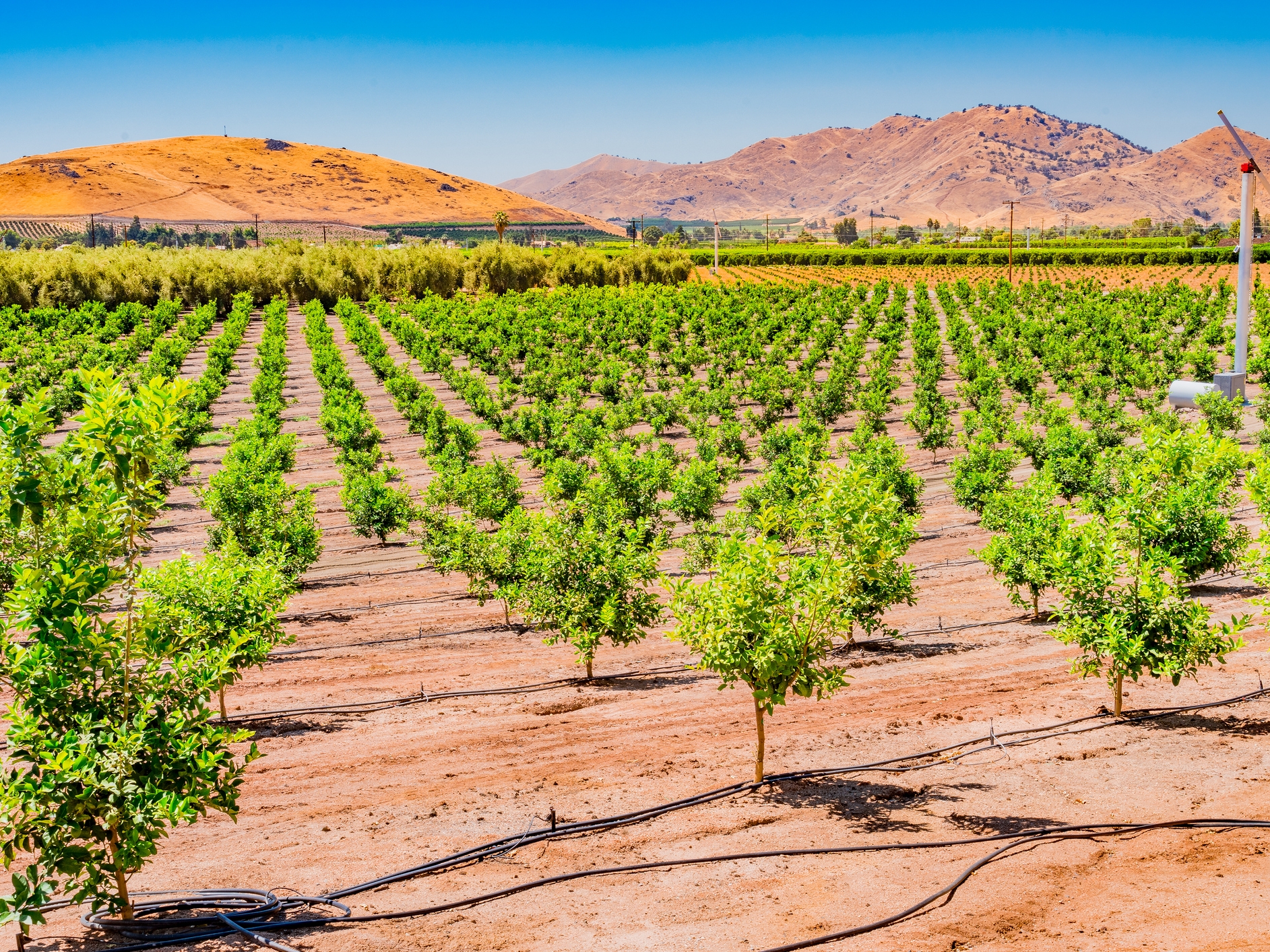 San Joaquin Valley Junge Orangenbaeume