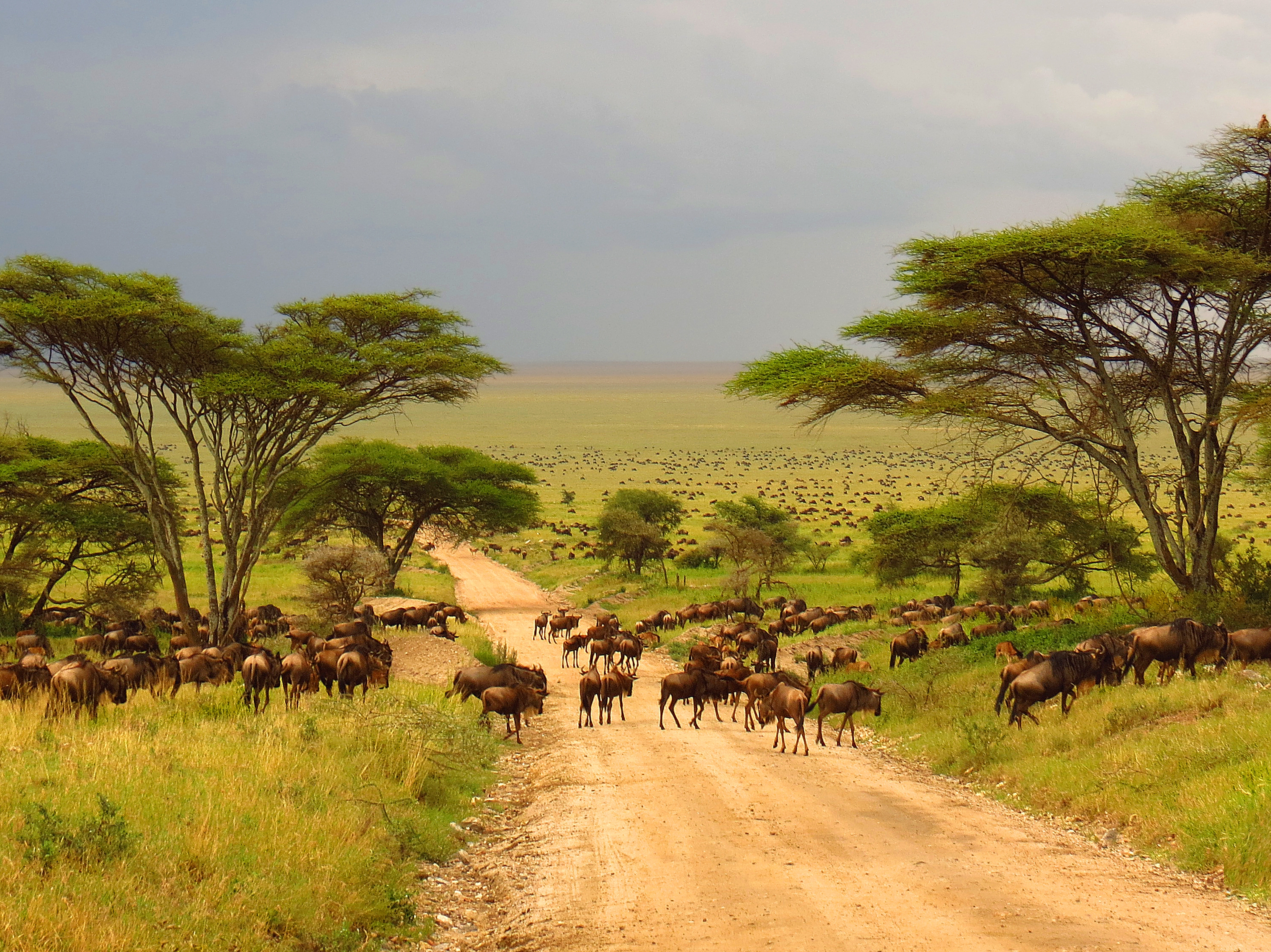 Serengeti Nationalpark Gnuherde