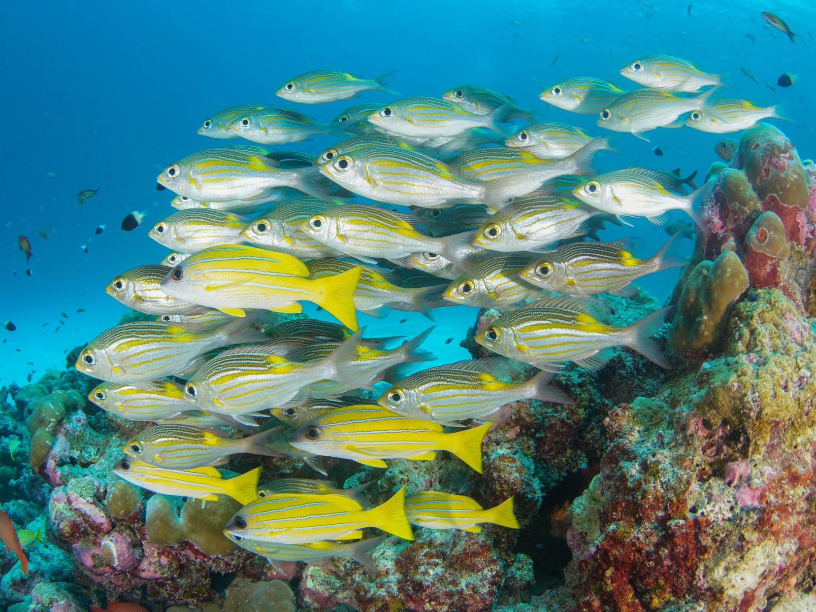 Seychellen Unterwasser