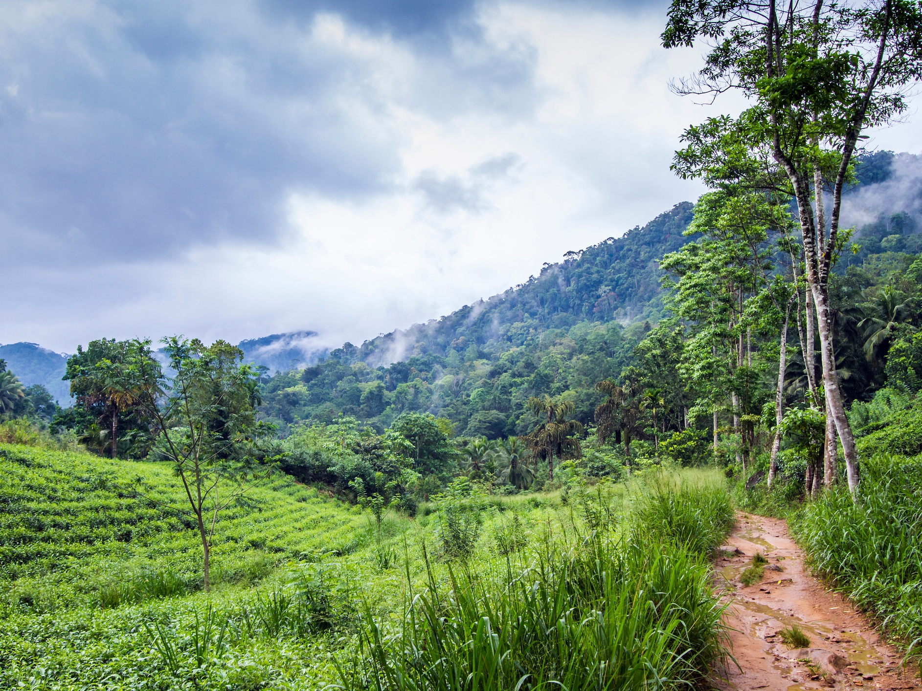 Sinharaja Forest