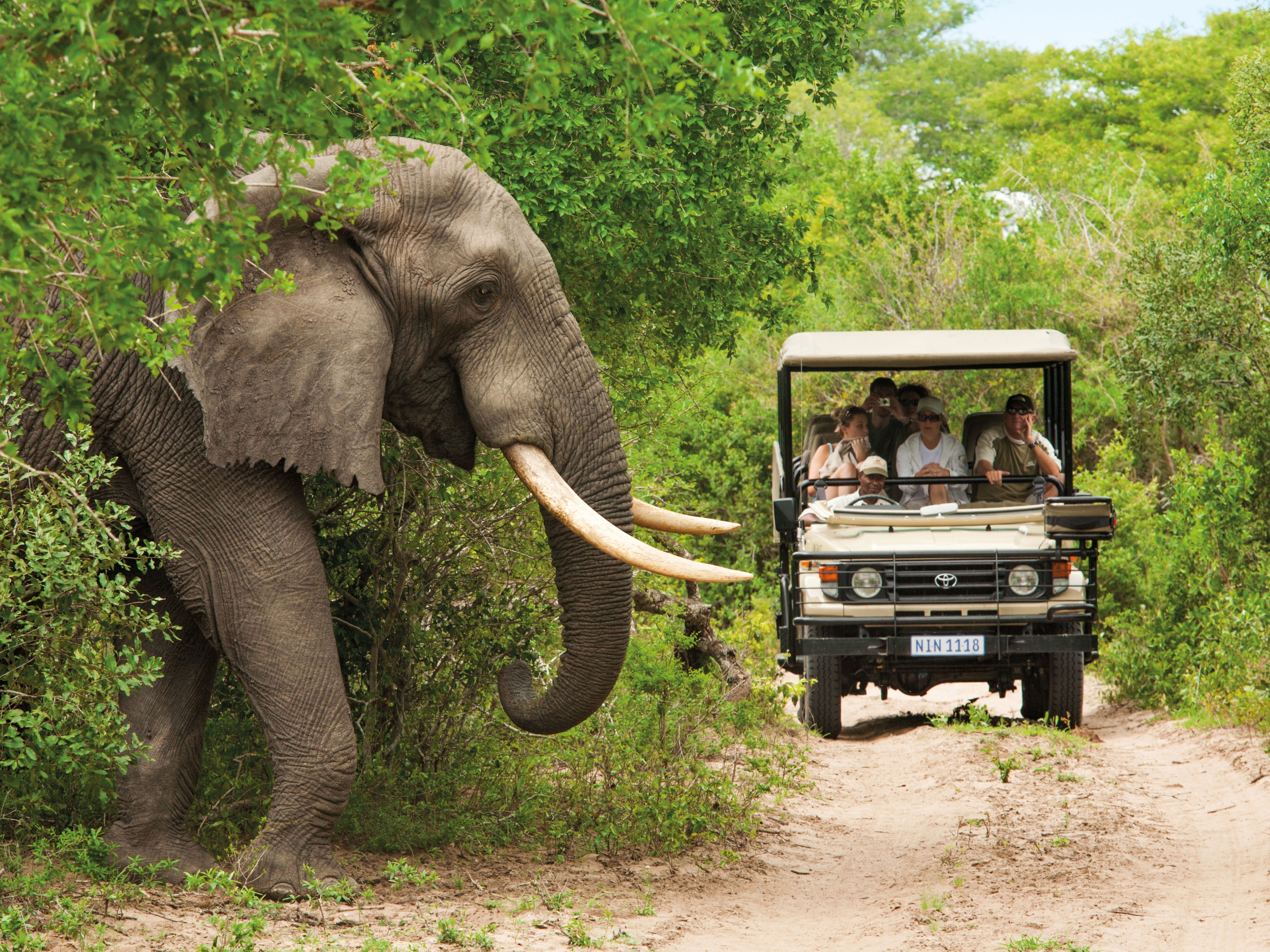 Krueger National Park Safari Elefant
