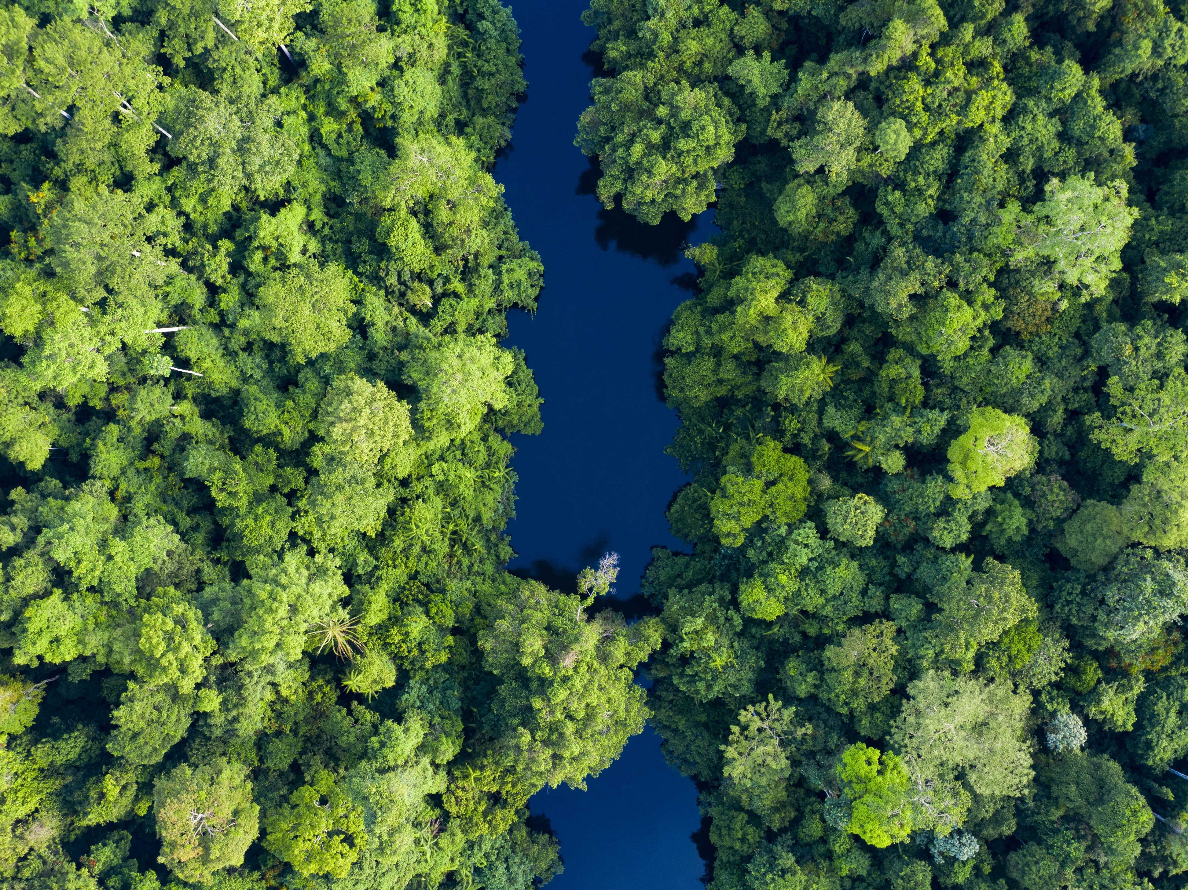 Taman Negara Nationapark Regenwald 