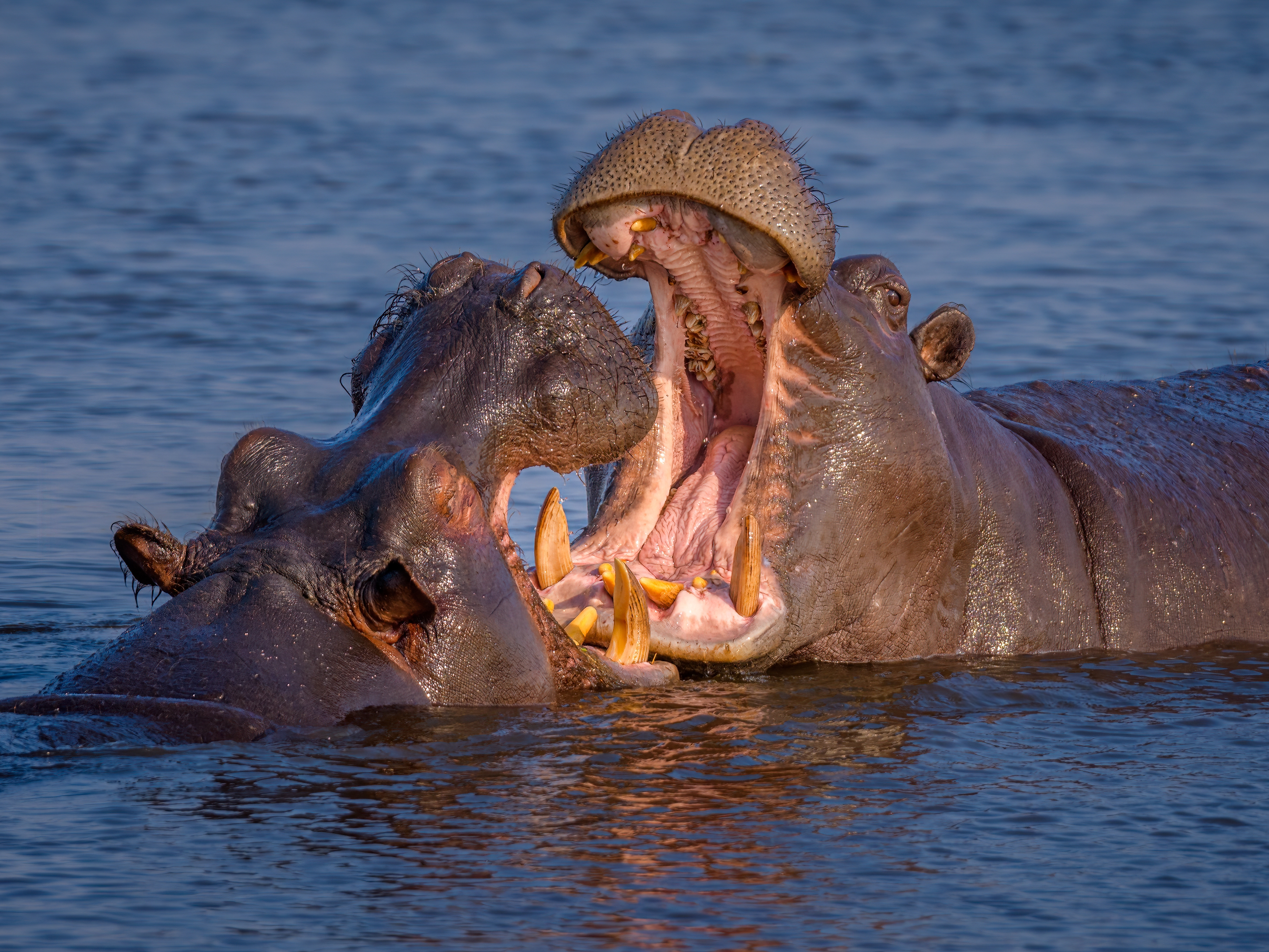 Moremi Game Reserve Nilpferde