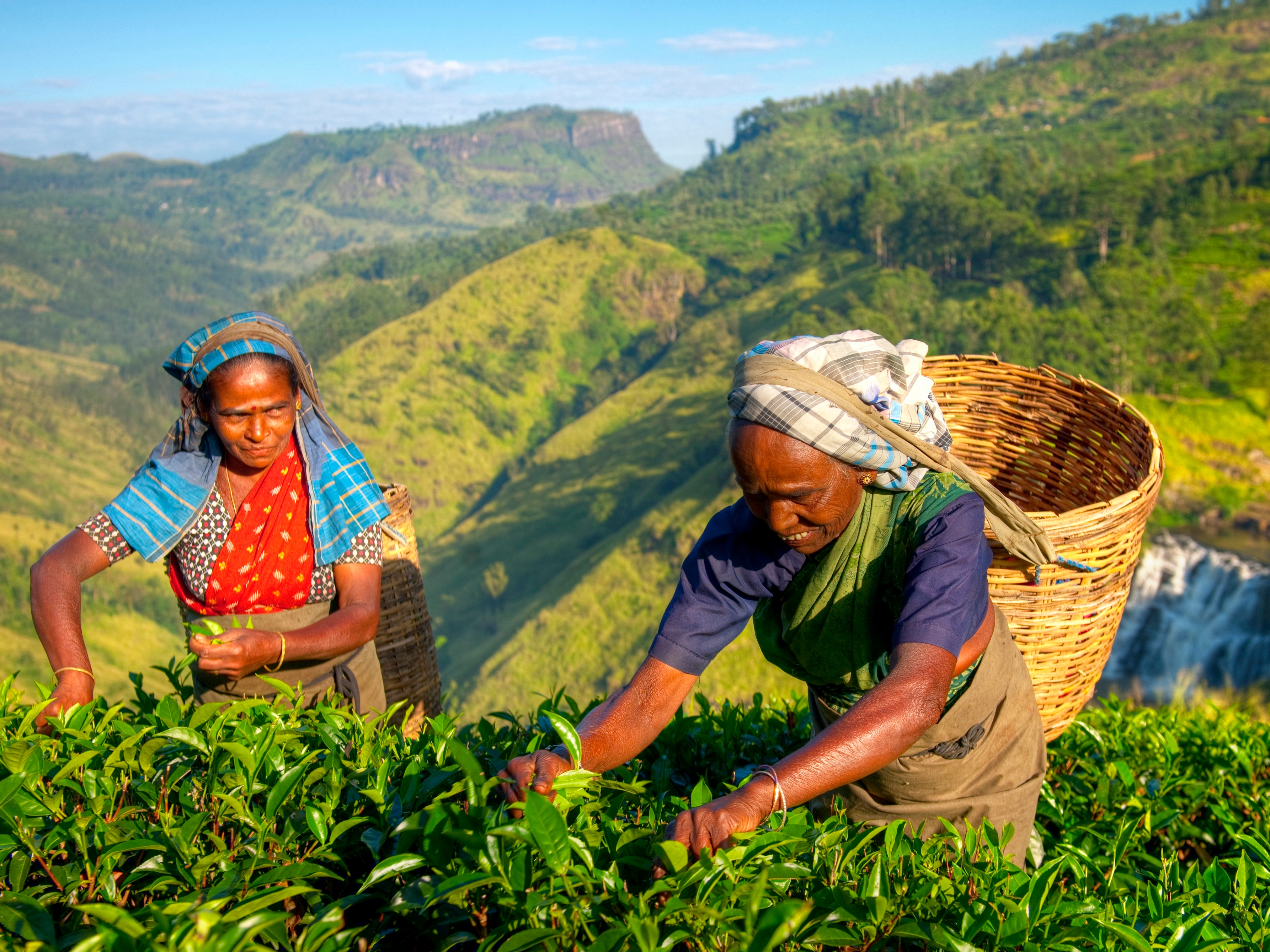 Sri Lanka Teepfluecker