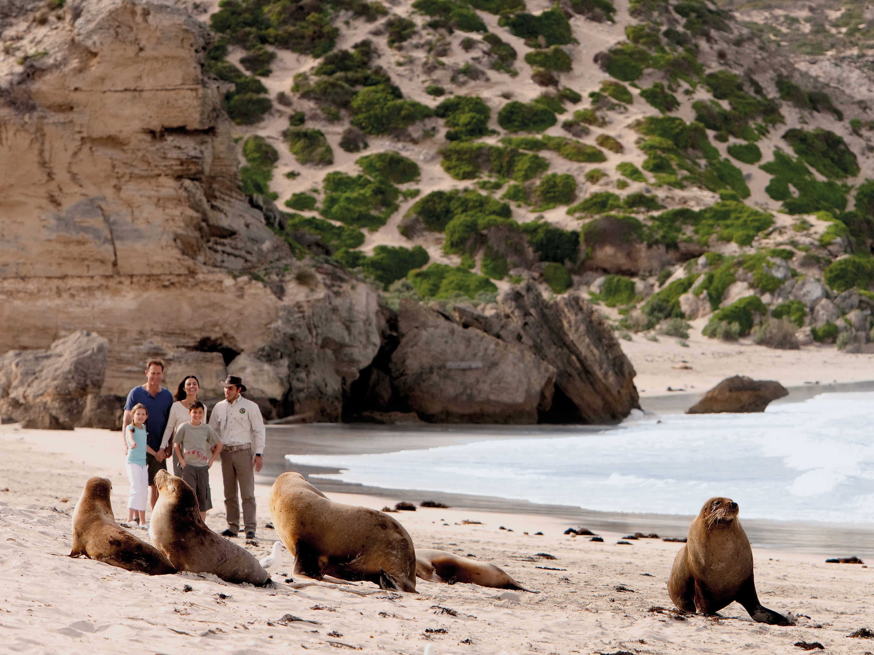 Kangaroo Island Seeloewen