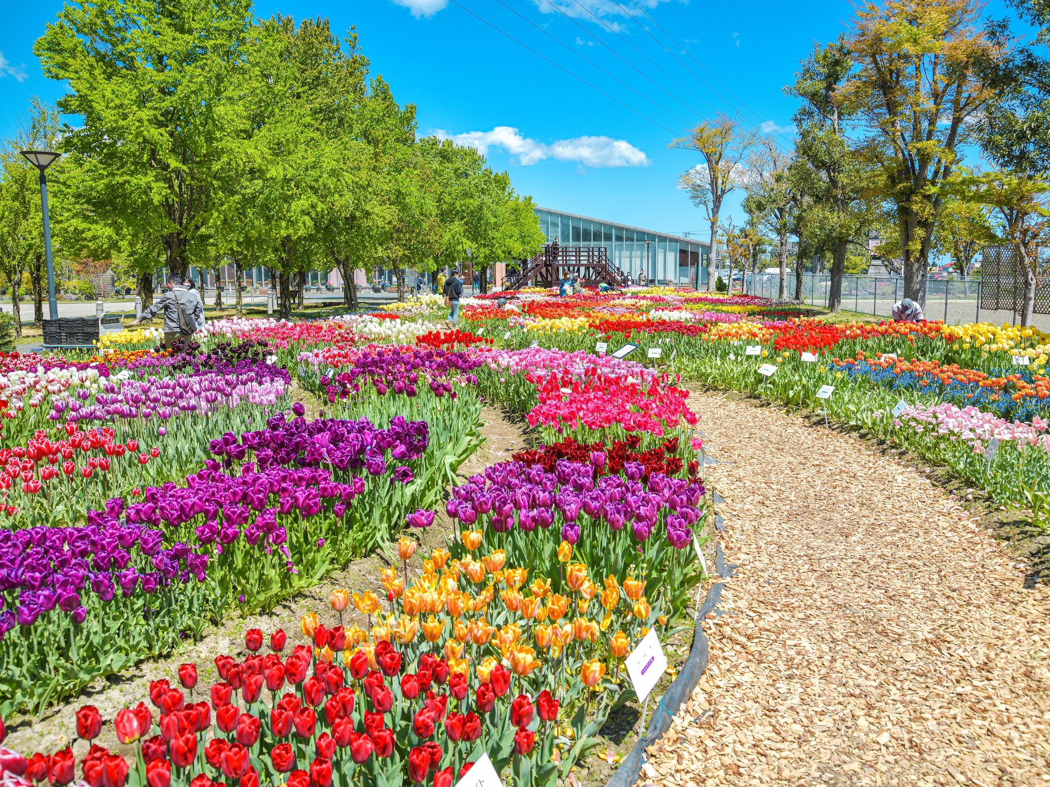 Takaoka Tonami Tulip Fair