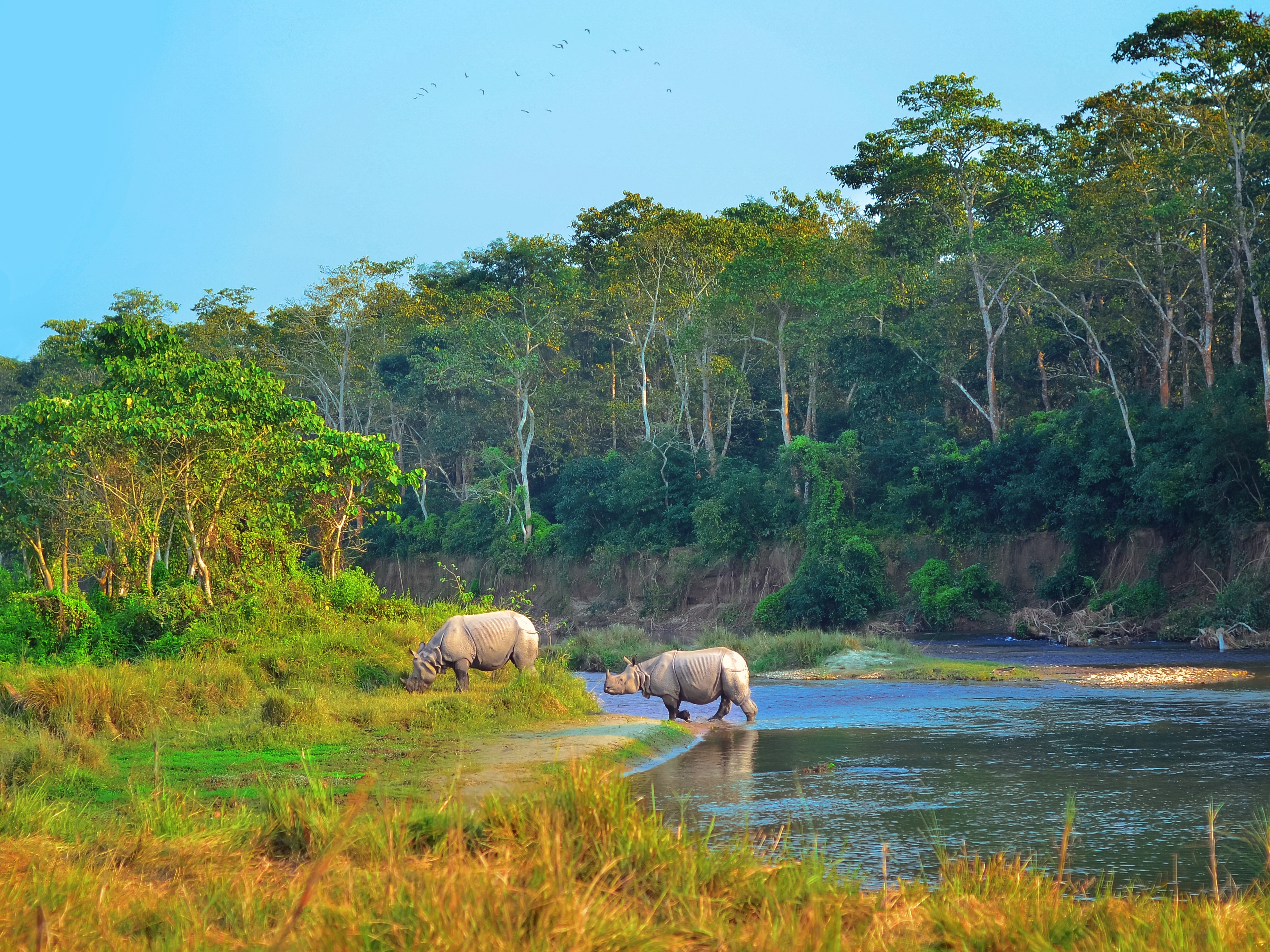 Chitwan Nationalpark Nashoerner