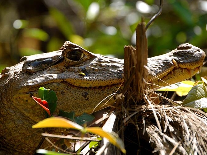 Tortuguero National Park