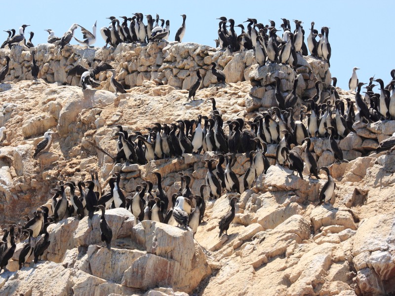 Peru - Ballestas Islands