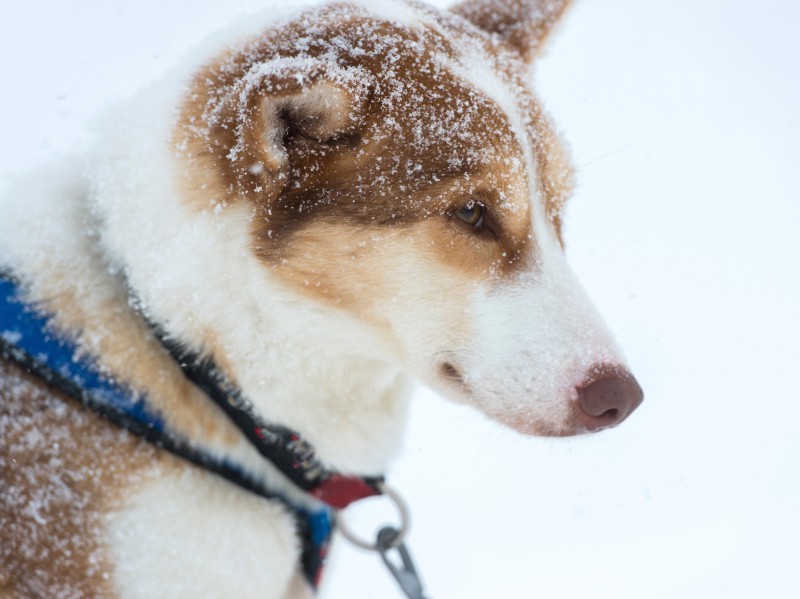Norway - Tromso - Husky