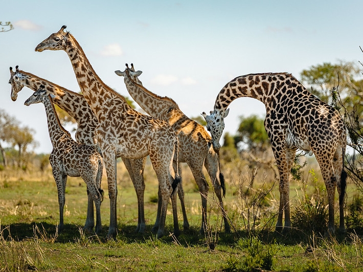 Giraffe