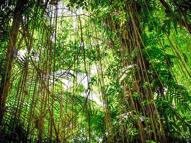 Tortuguero National Park