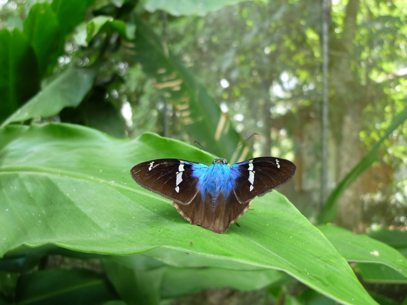Schmetterling