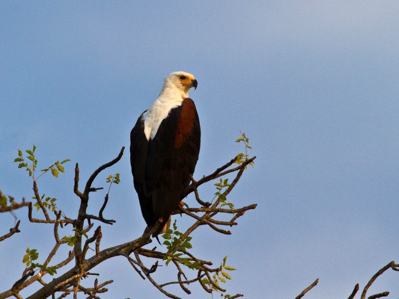 African Fish Eagle