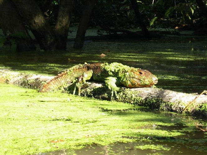 Iquitos Amazon Jungle