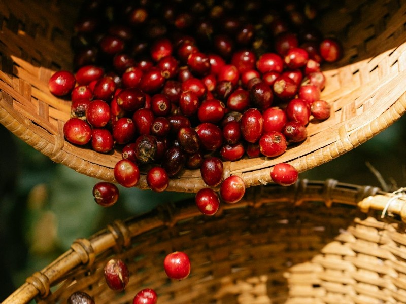 coffee picking- day 2