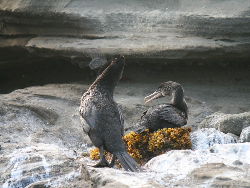 Flightless Cormorants