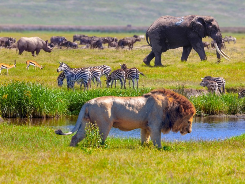 Wildtiere-Serengeti NP-Tansania